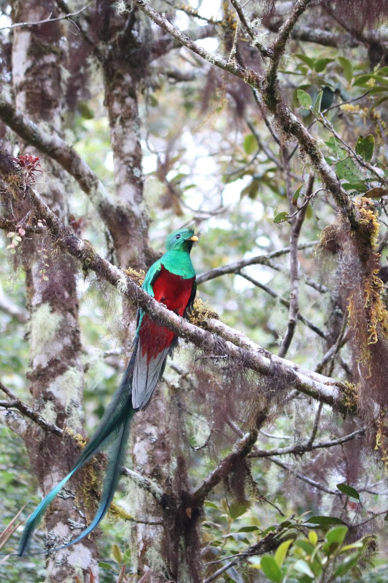 A köderdők tukánja/lajhárja, a Resplendent Quetzal