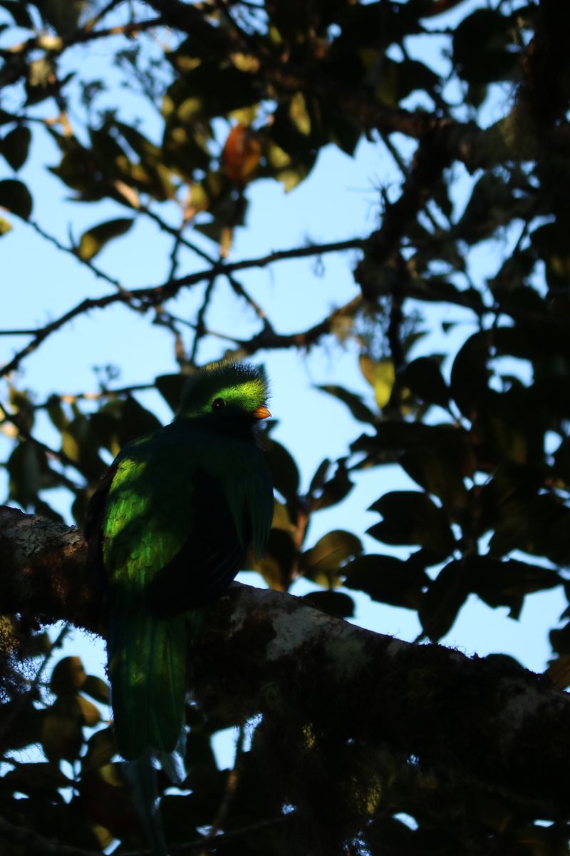 A köderdők tukánja/lajhárja, a Resplendent Quetzal