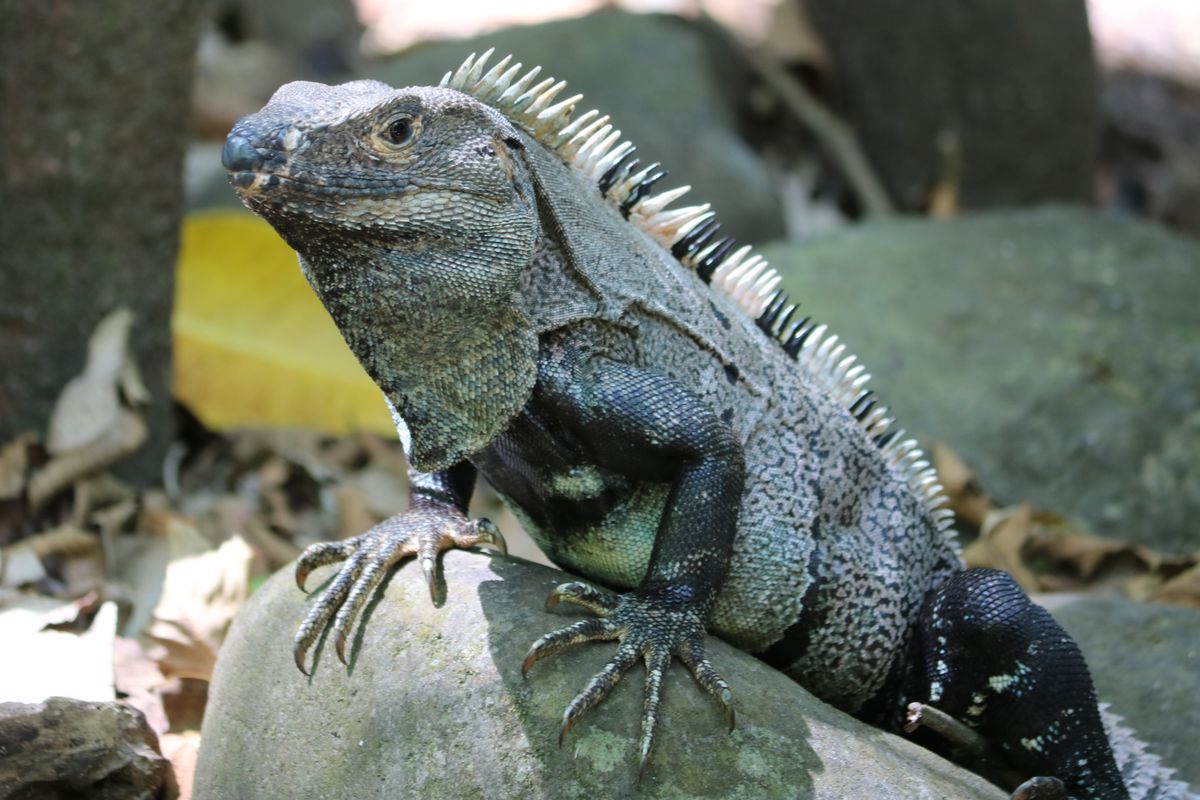 Spiny-tailed Iguana&lt;br /&gt;