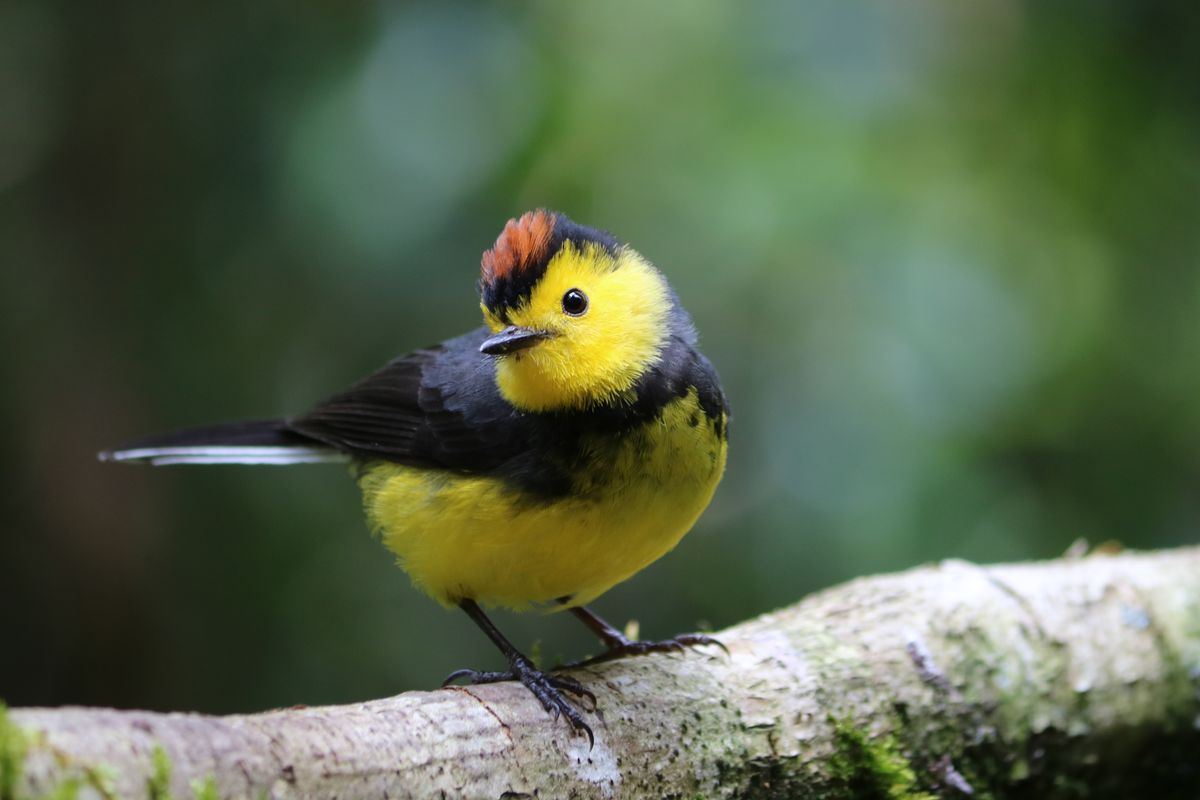 Collared redstart - Amigo de hombre (az ember barátja)&lt;br /&gt;