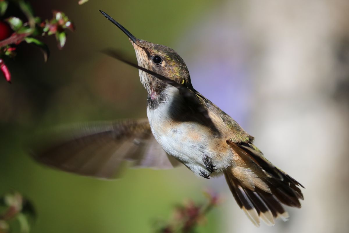 Volcano hummingbird<br />