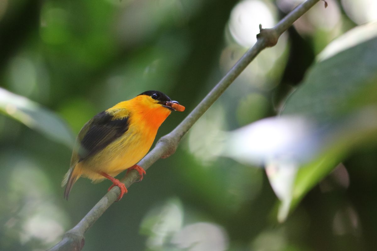 Orange-collared manakin zsákmánnyal