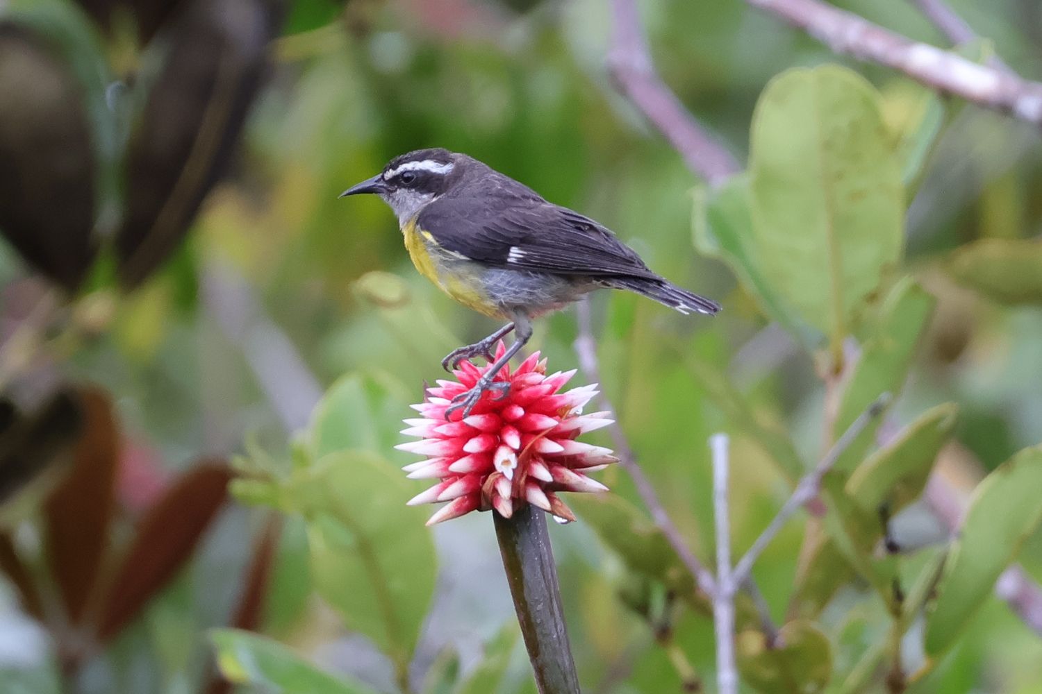 Flor de Inirida Bananquit-tel