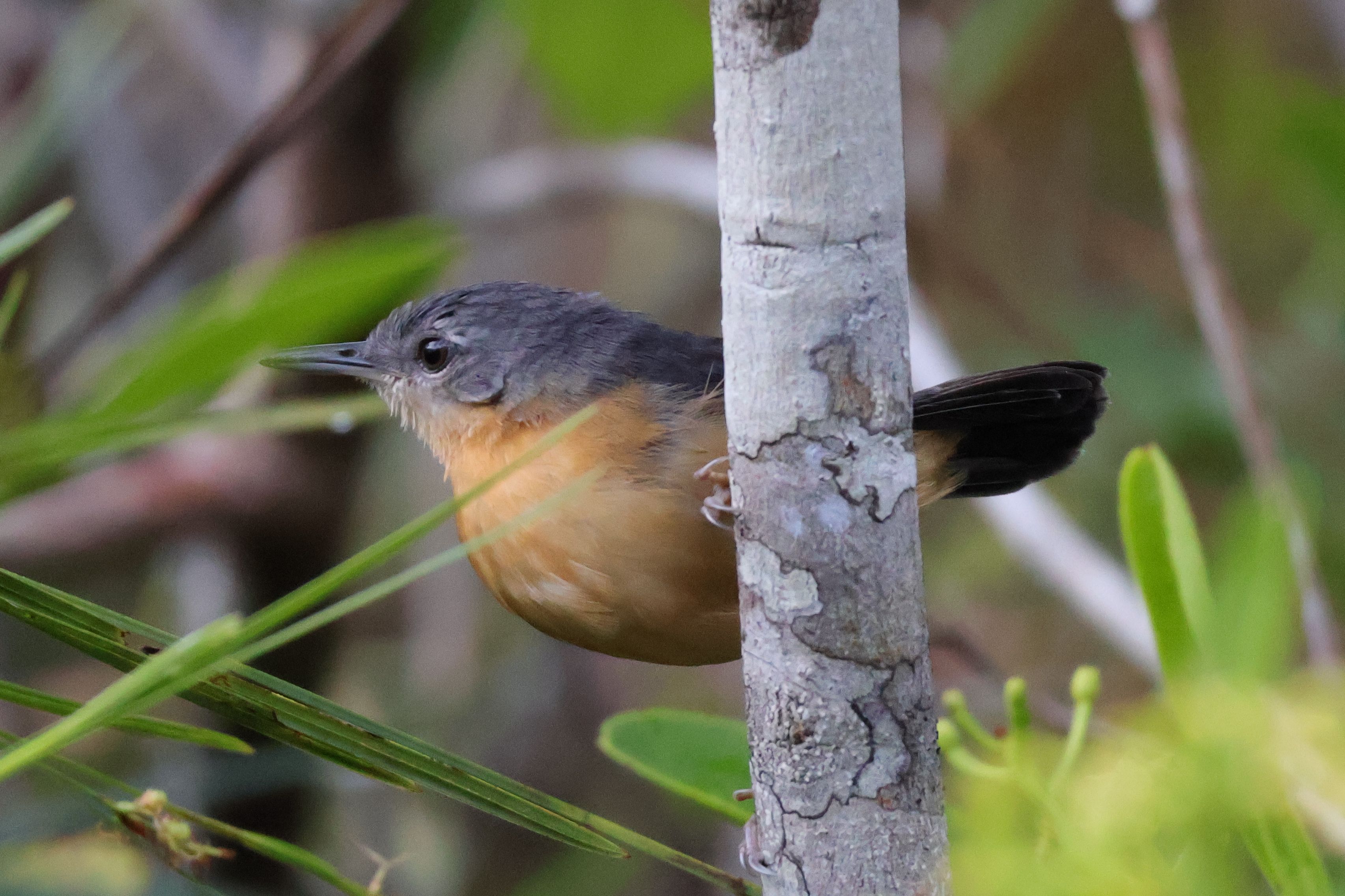 Egy nagyon szűk elterjedésű hangyászmadár faj tojója, Yapacana Antbird. Iniridán kívül kb. 2 helyen van még a világon.