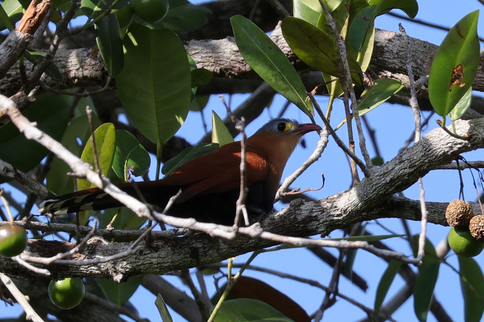 Egy szép kakukk, Dark-bellied Cuckoo