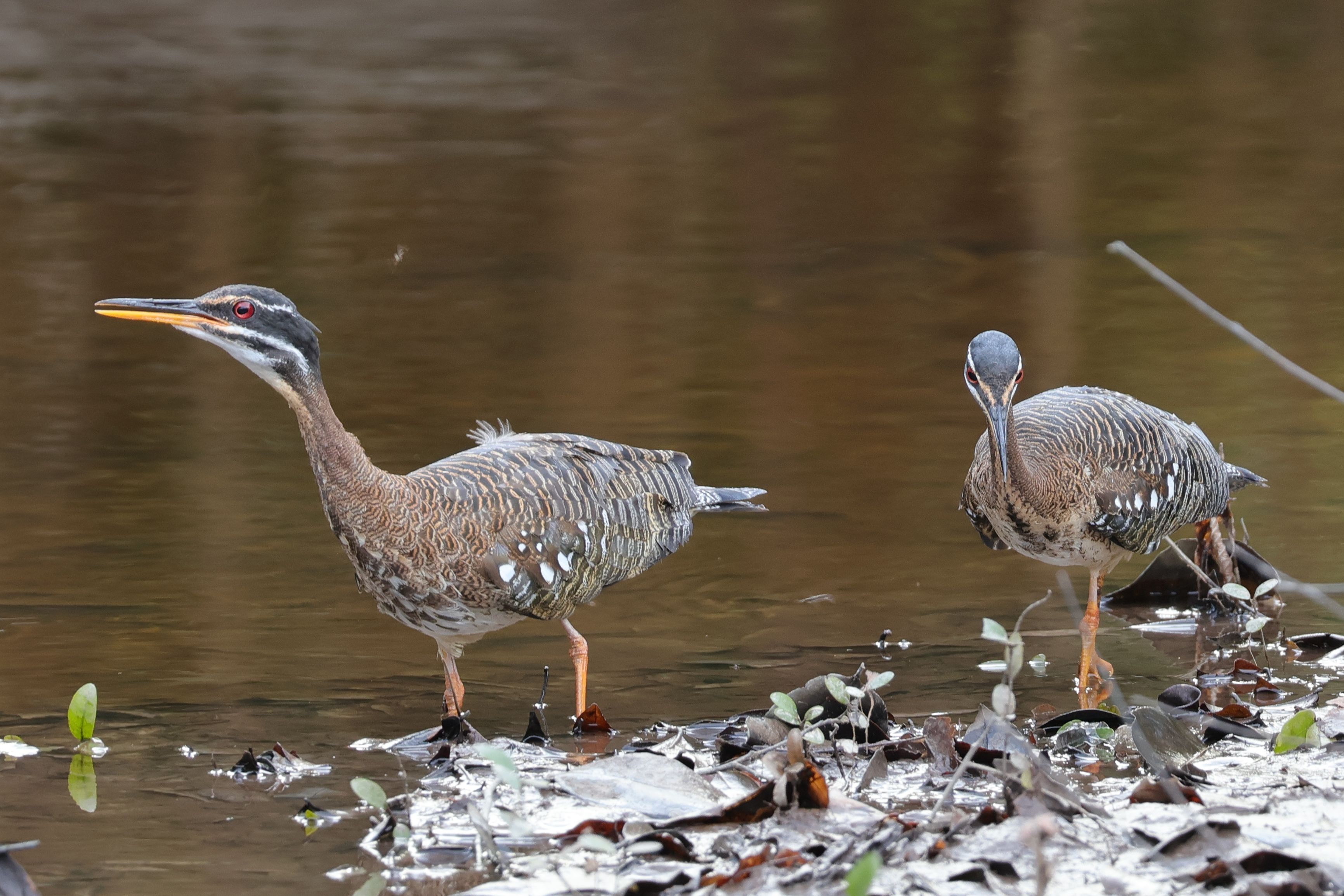 Esőerdei patakok mellett él Amerikában a Sunbittern