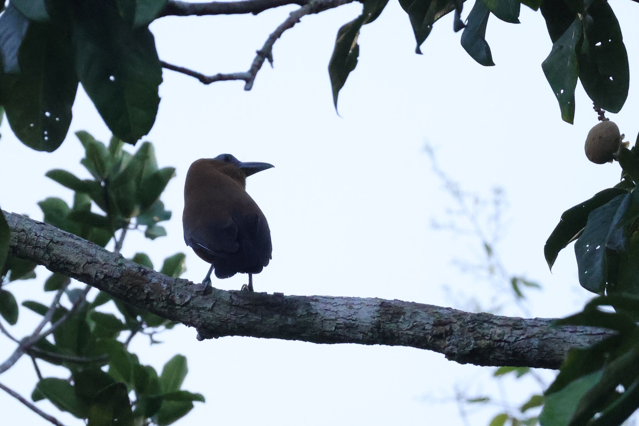 Szörnyű fotó, de egyértelműen az egyes számú célfajom, már Attenborough Madarak élete óta szerettem volna látni, a kapucinusmadár. Kolumbiában csak Inirida környékén lehet vele találkozni