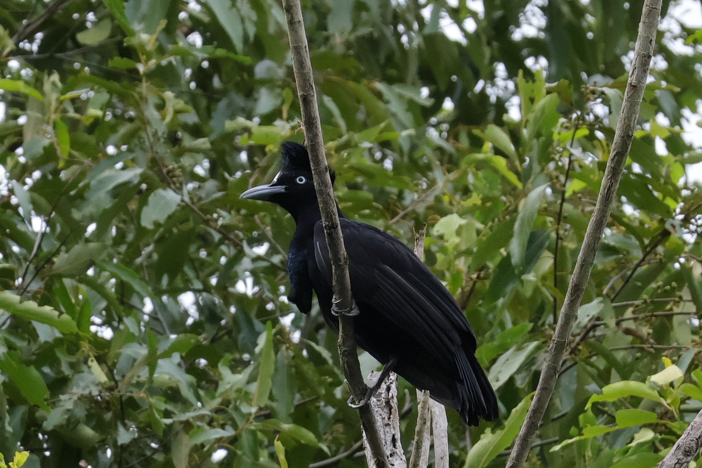 Másik trópusi különlegesség a Amazonian Umbrellard