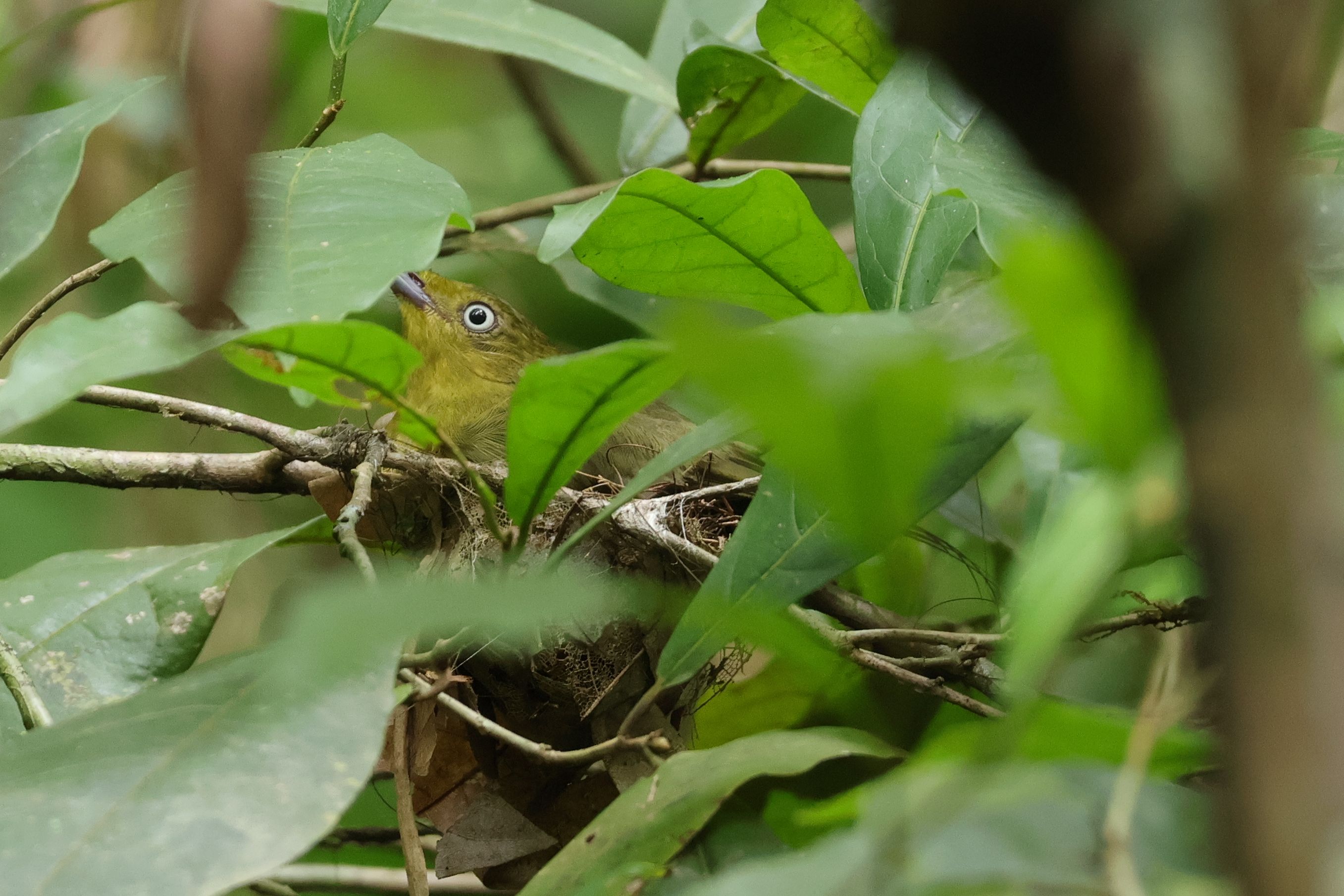 Az egyik legszebb manakin, a Wire-tailed Manakin tojója ül a fészkén