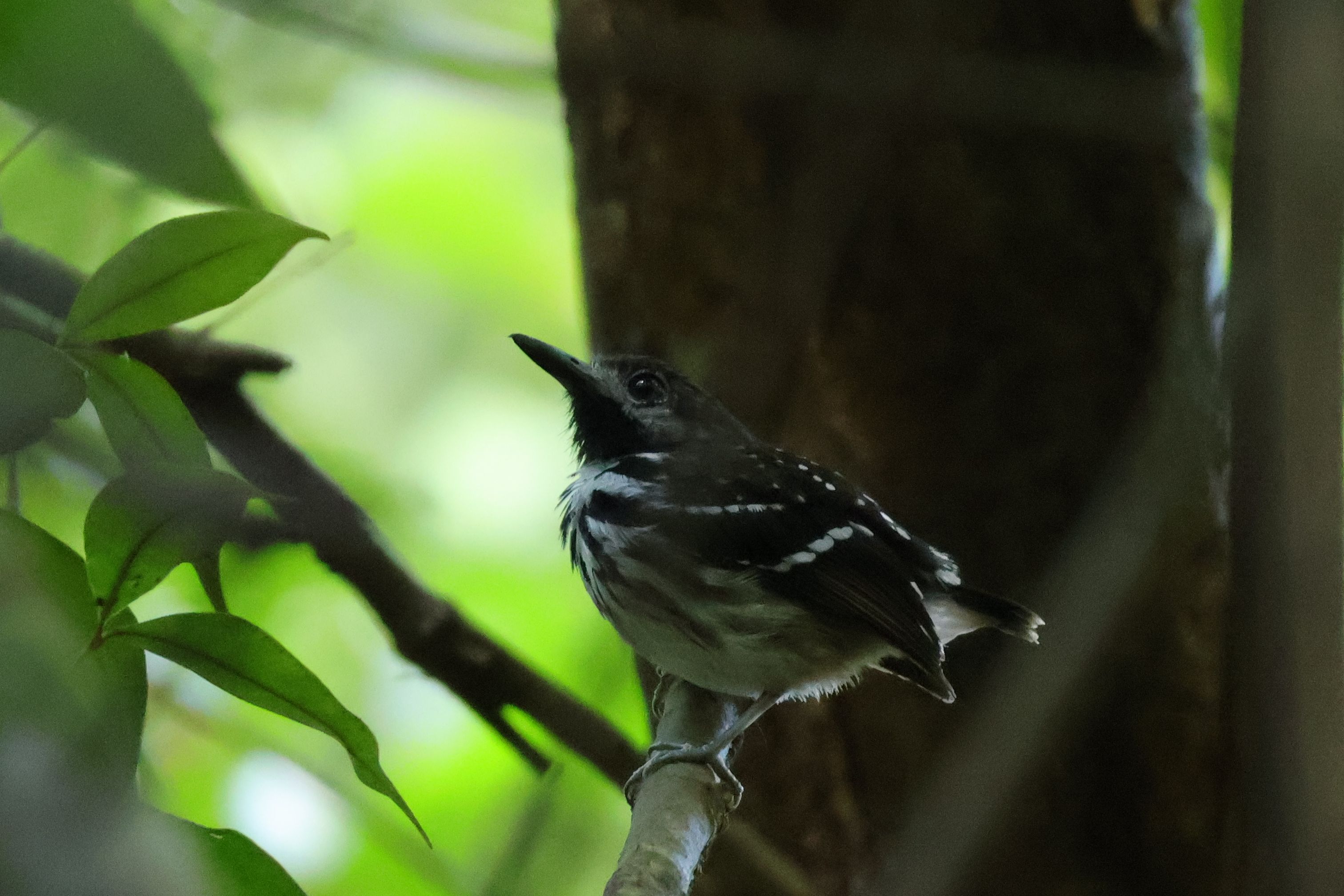 Az aljnövényzetben, sötétben élő gyönyörű hangyászmadár, Dot-backed Antbird