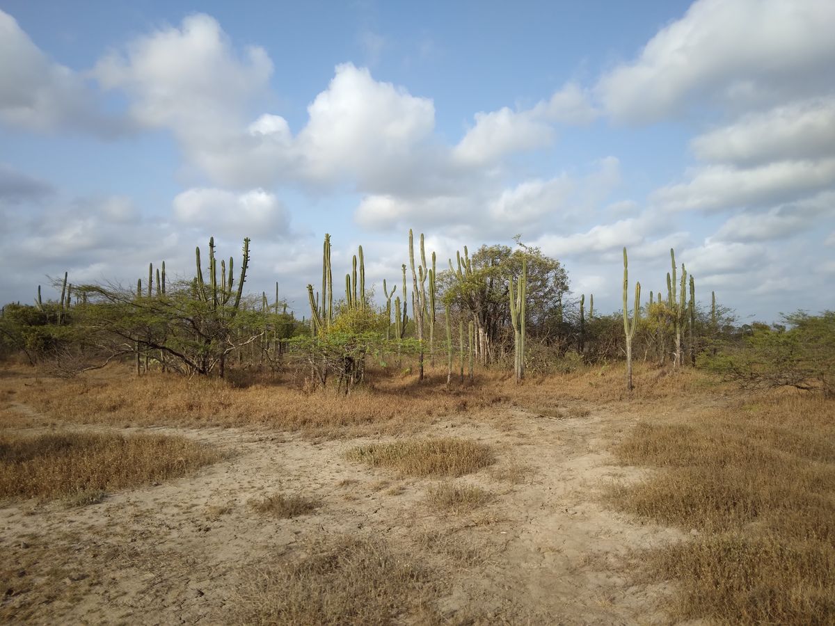 Félsivatagos élőhely a Guajira-félszigeten