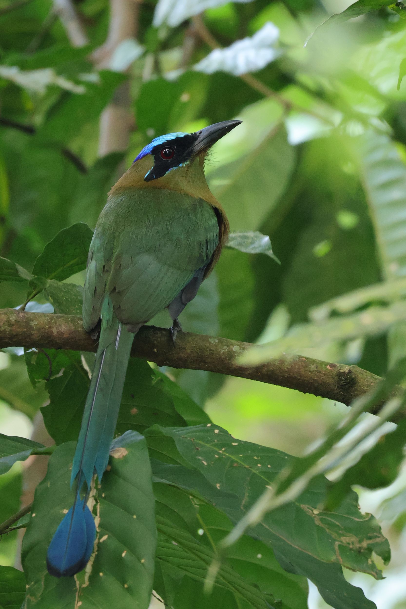 Egy inkább amazóniai faj, Amazonian Motmot