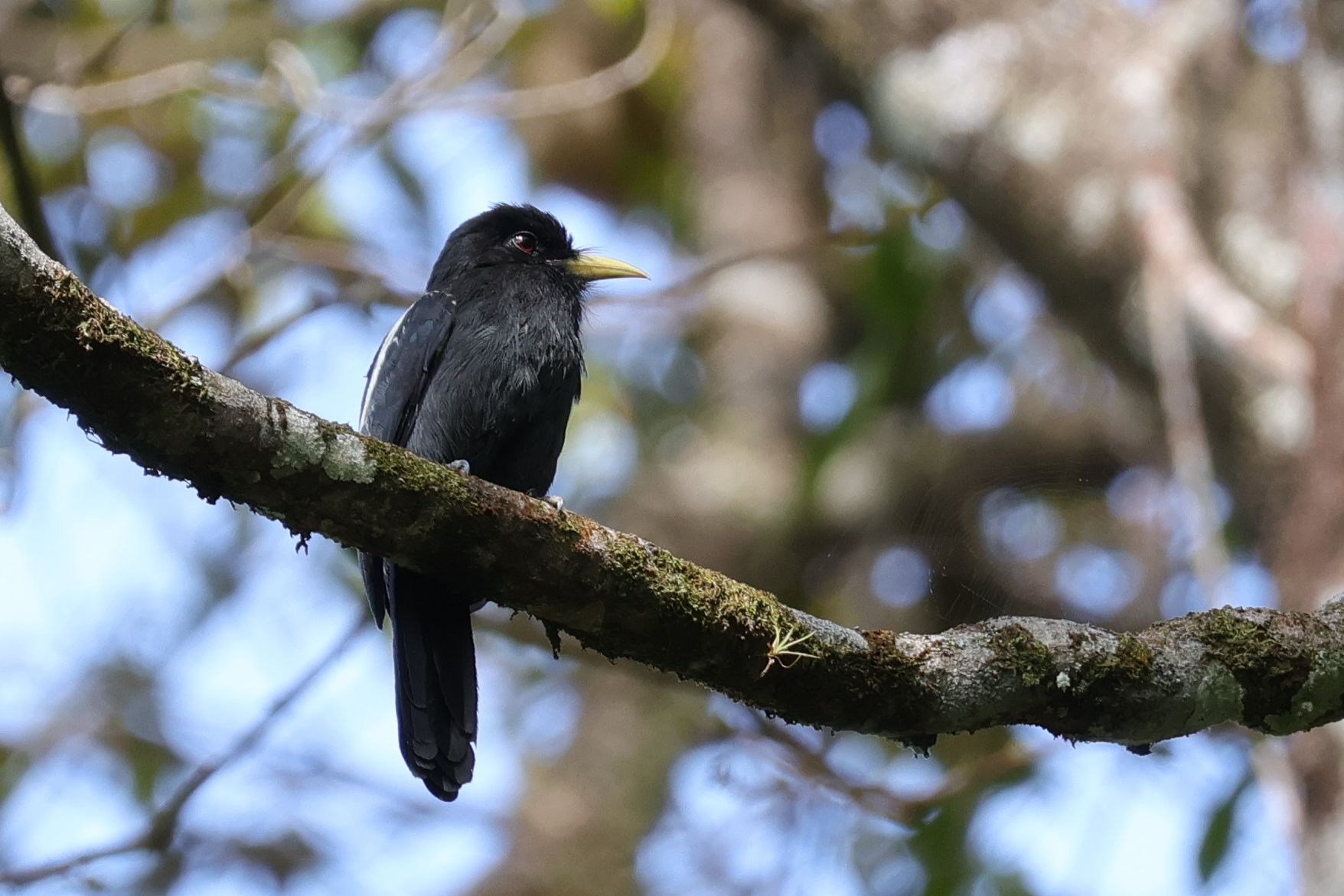 Yellow-billed Nunbird