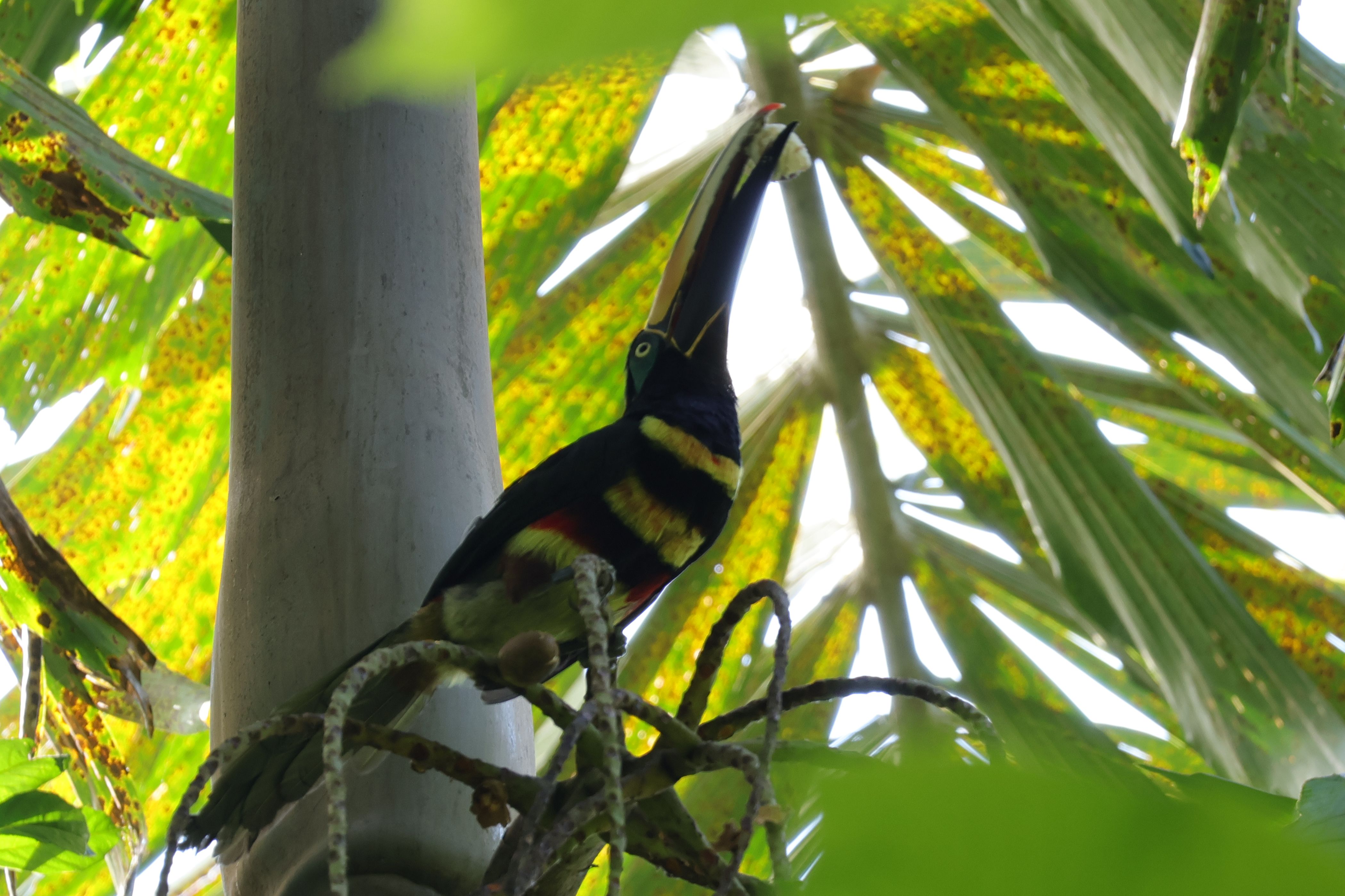 Many-banded Aracari