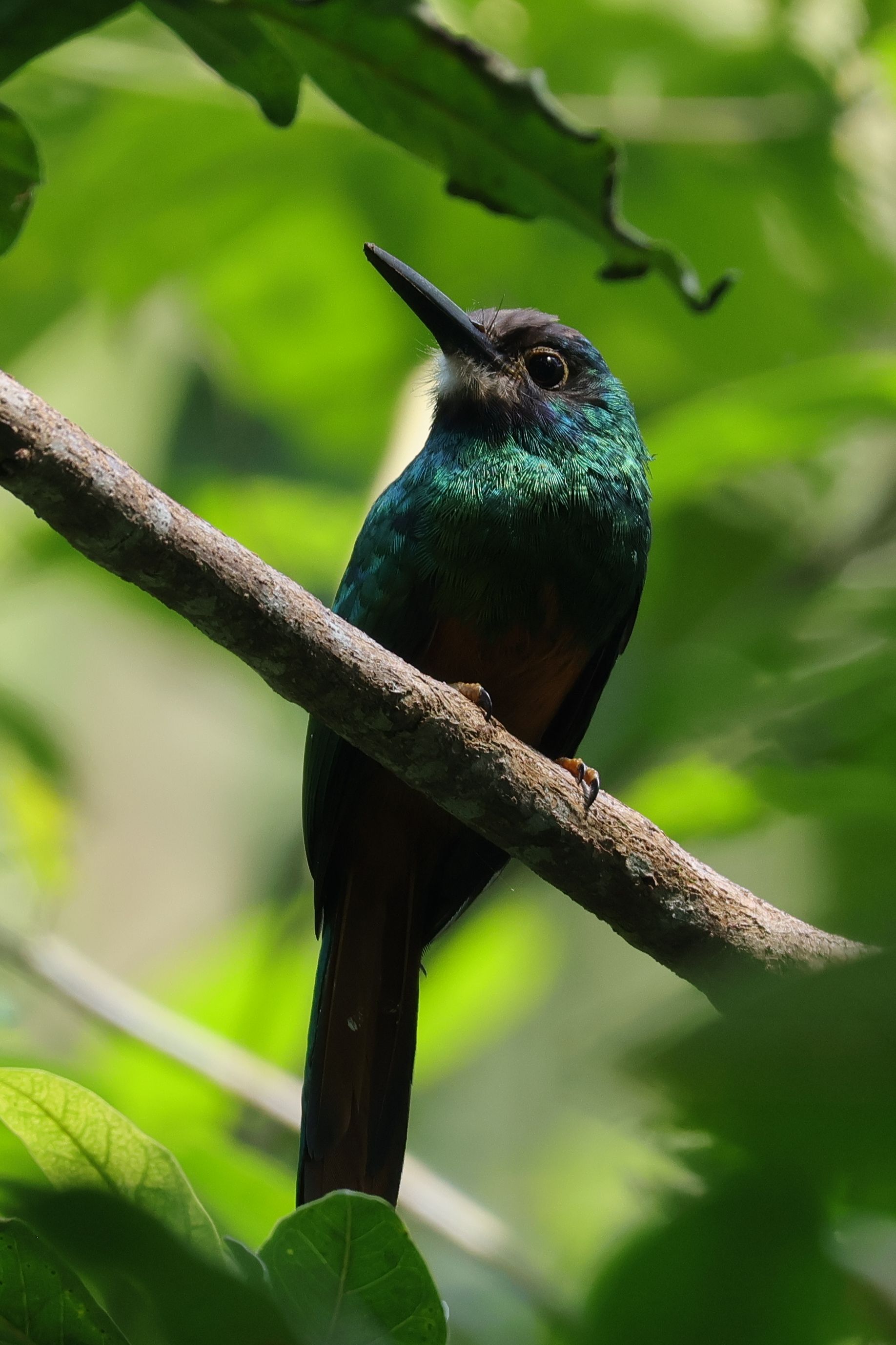 Újabb jakamárfaj, White-chinned Jacamar