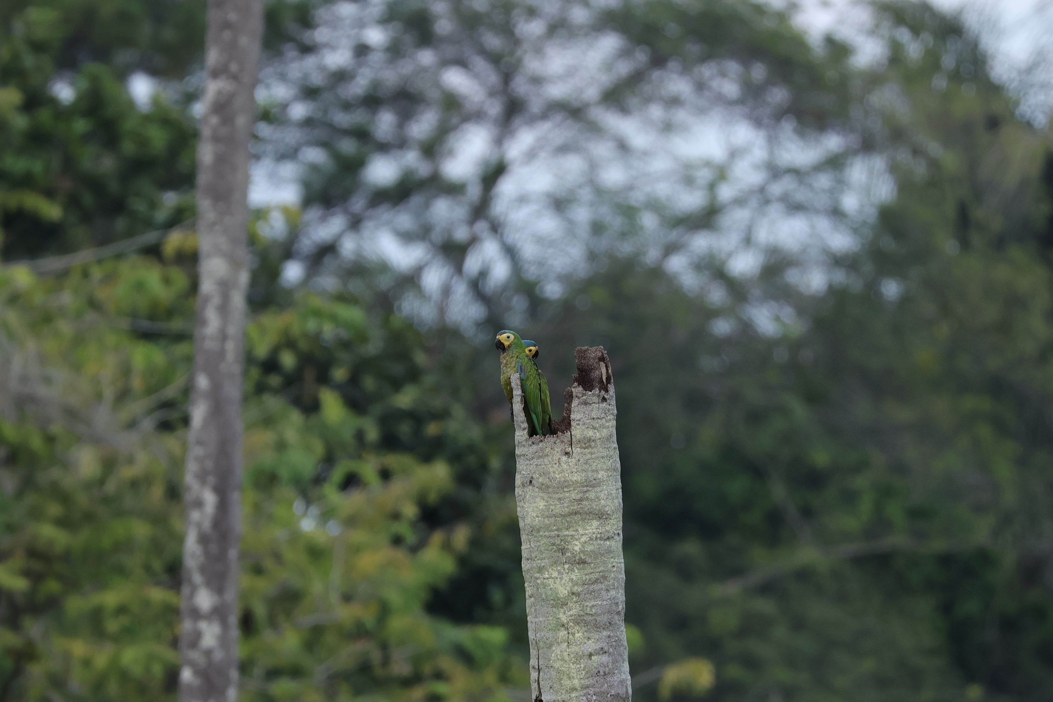 Red-bellied Macaw fiatalok az odúban kirepülés előtt