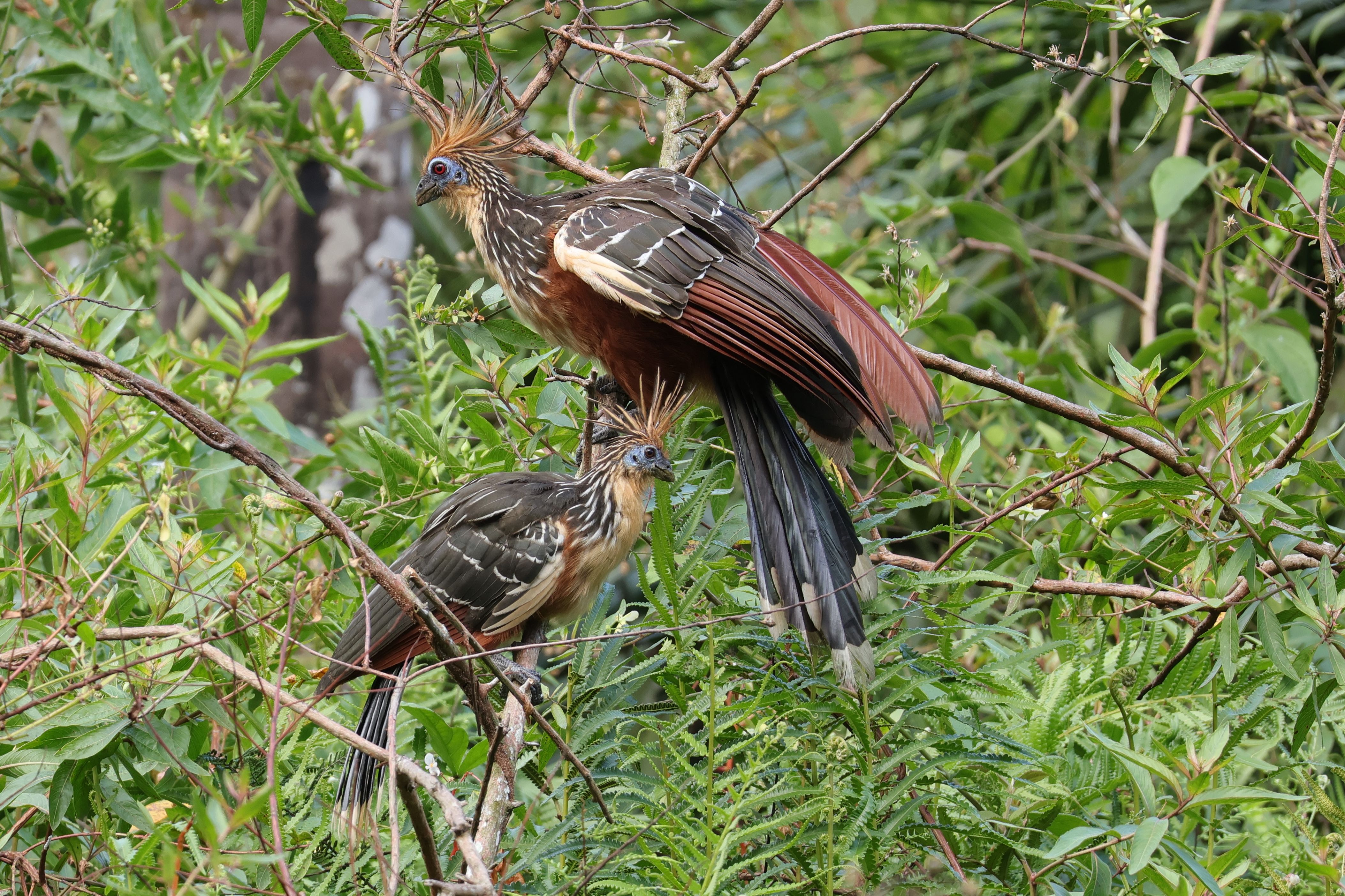 Hoatzint mindig jó látni