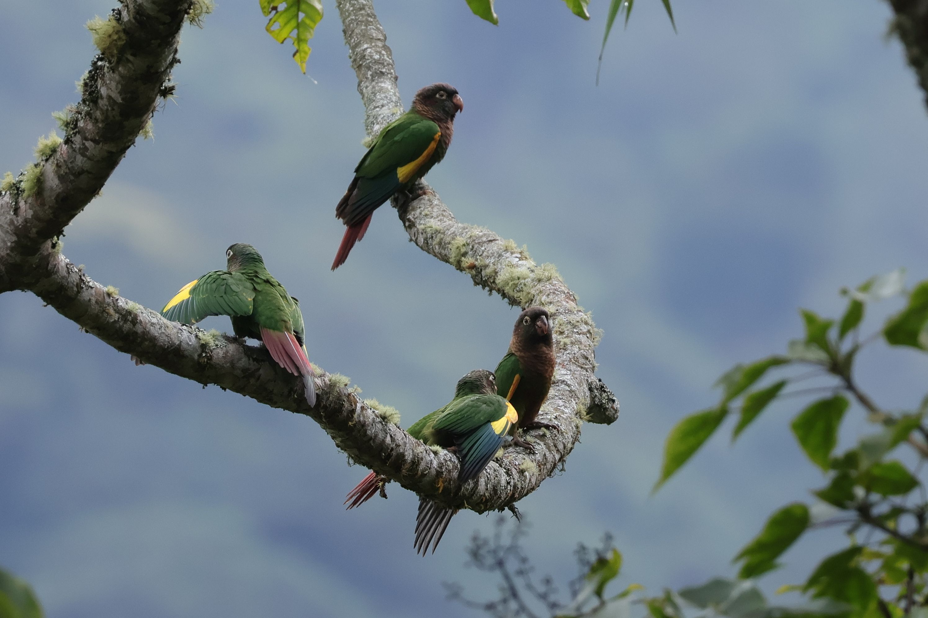 Jól kinéző endemikus papagáj, Brown-breasted Parakeet
