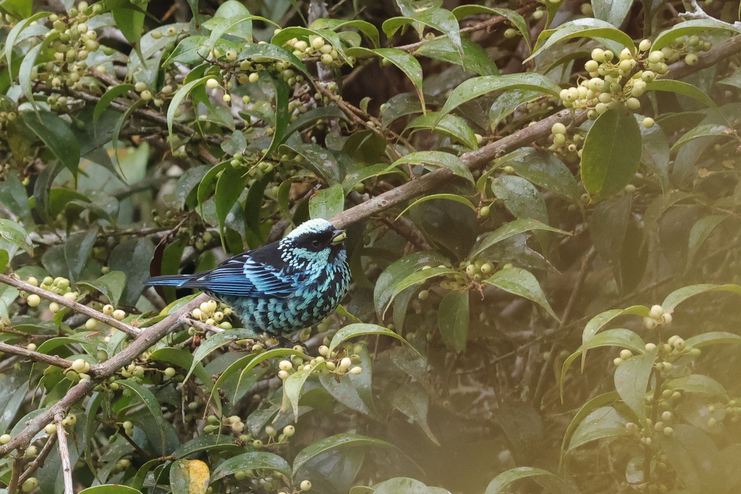 A tangarák között vannak nagyon szépek. Beryl-spangeld Tanager
