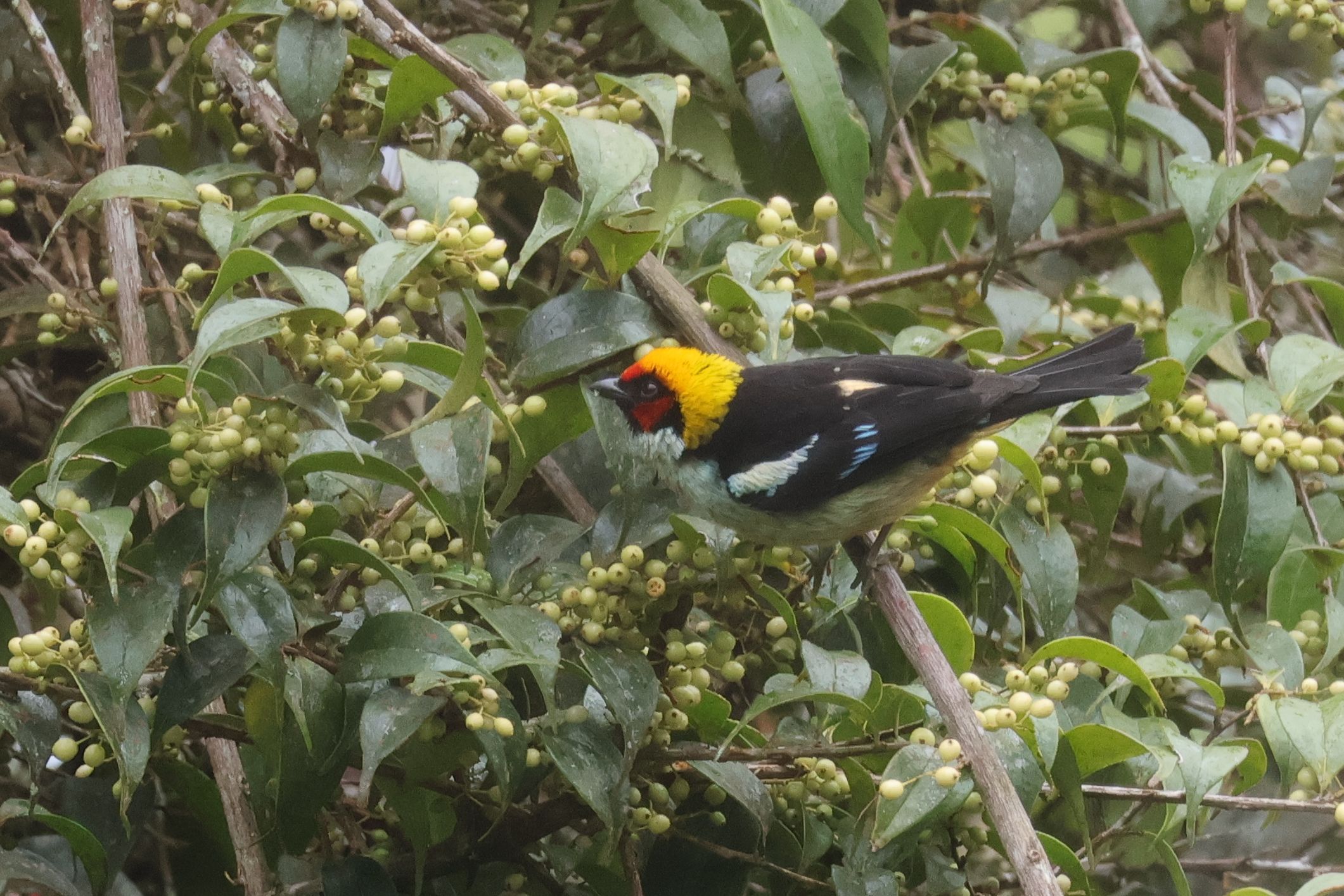 Flame-faced Tanager