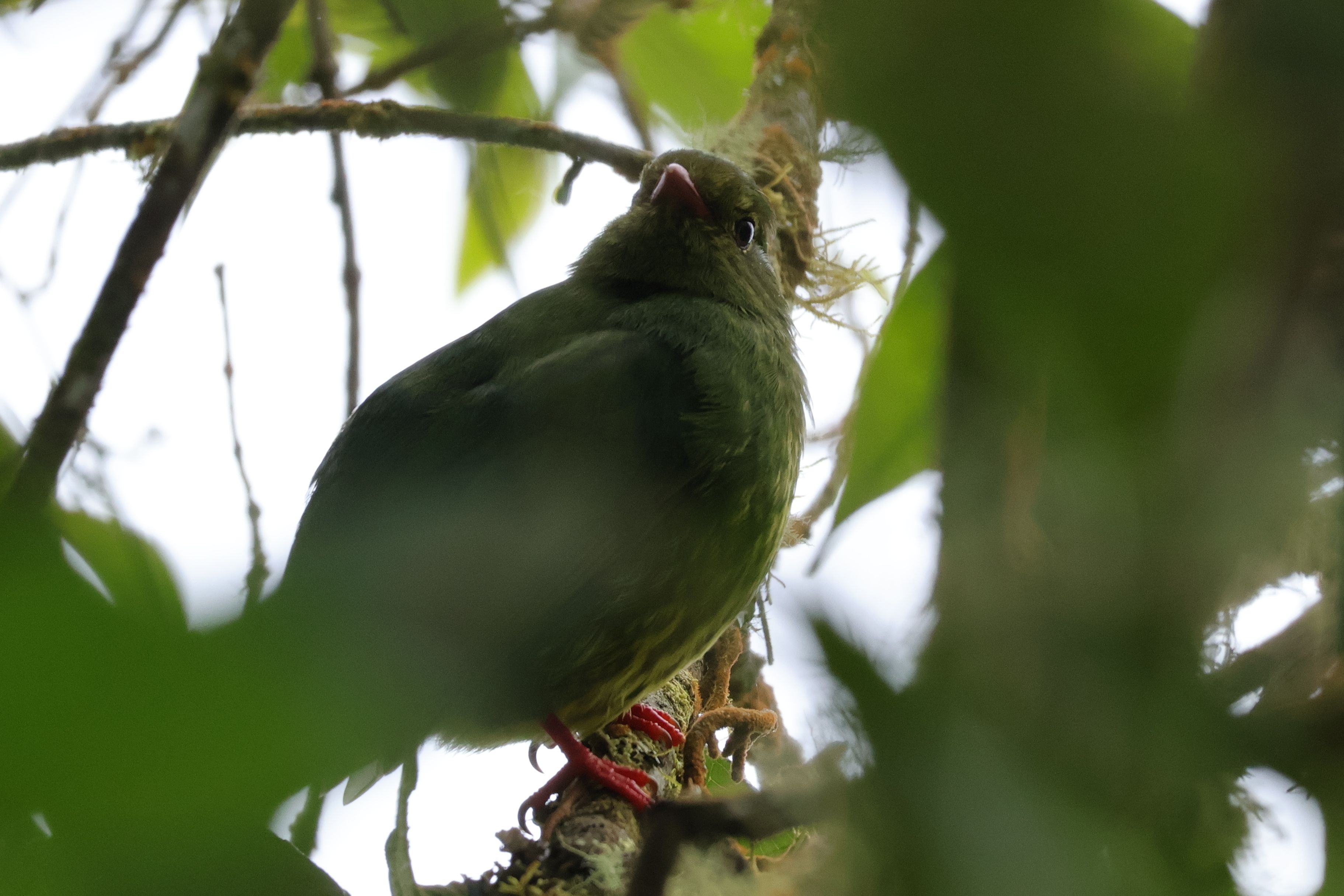 A frutieaterek nagy hegyi kedvencek. Black-and-green Fruiteater tojó