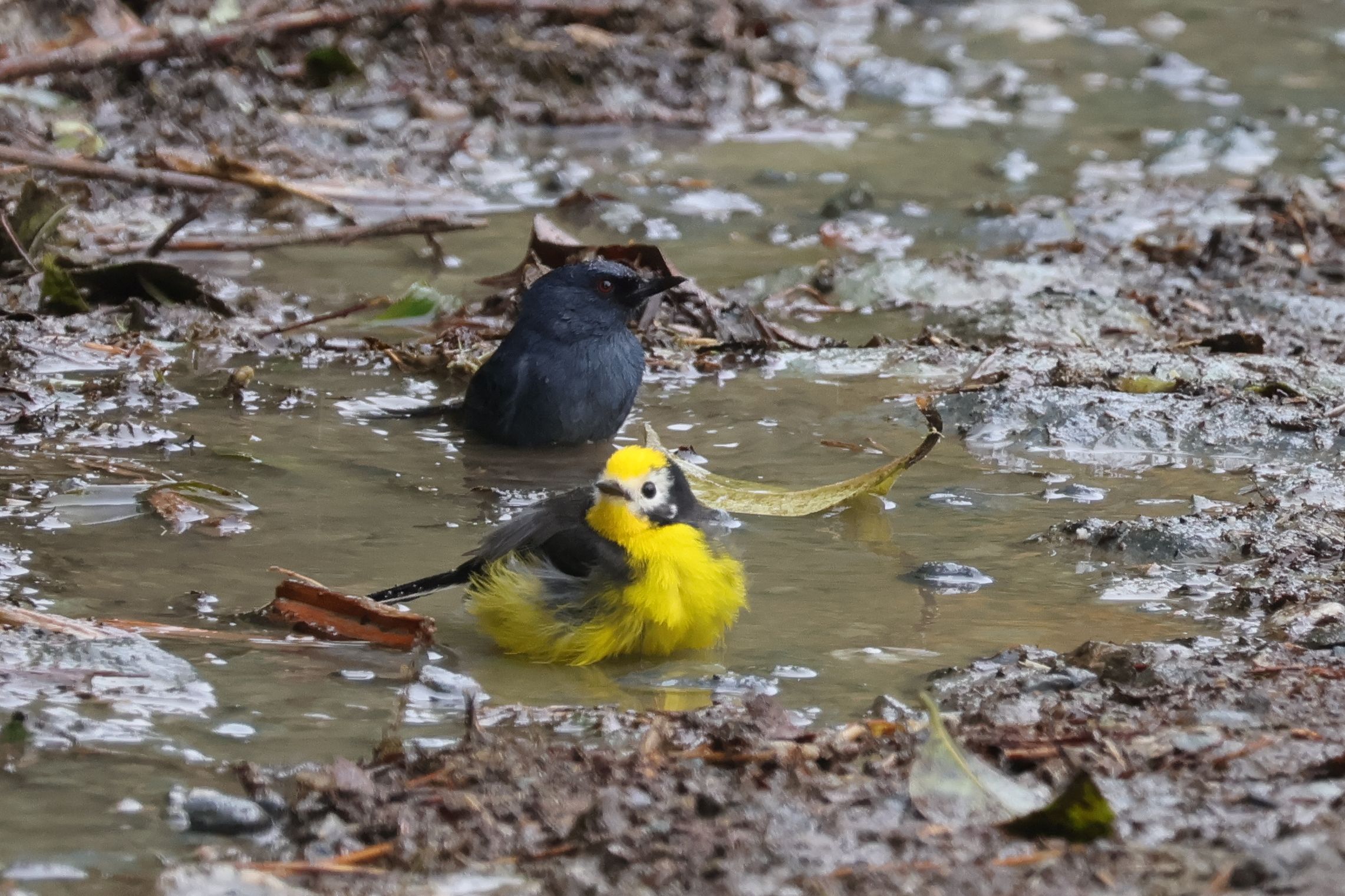 Hirtelen kialakult pocsolyát használja tisztálkodásra a Golden-fronted Redstart és Bluish Flowerpiecer
