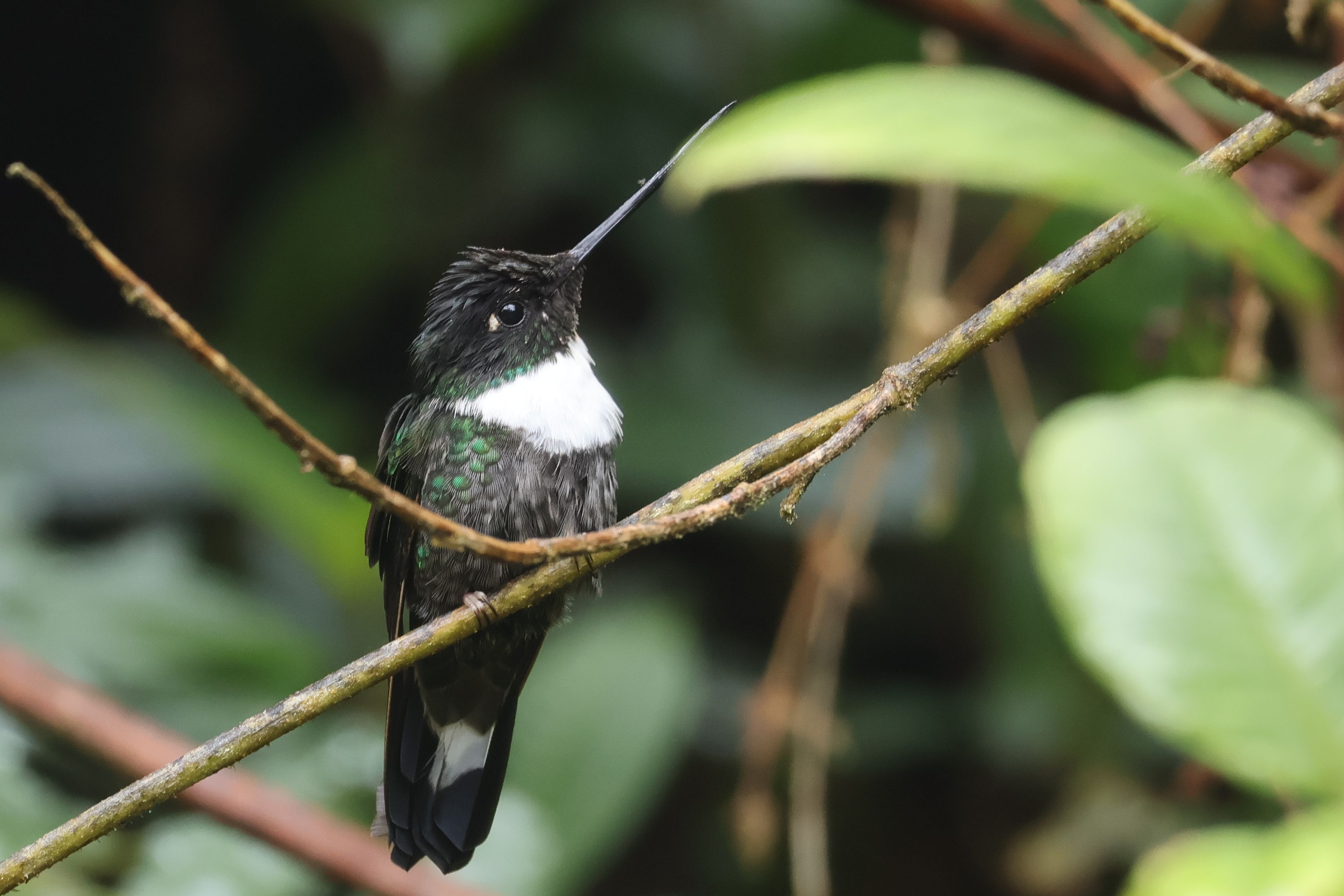 White-collared Inca
