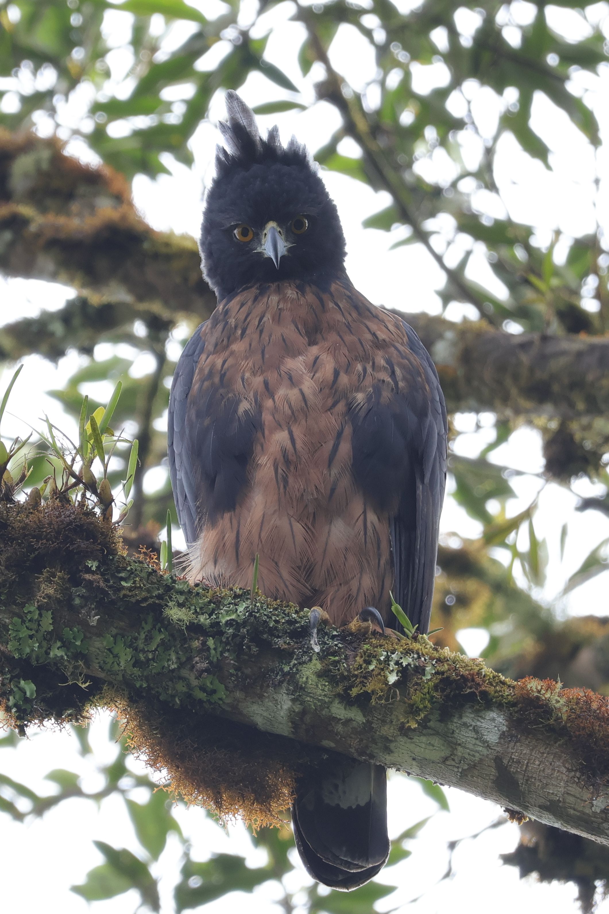 Egy nagyon ritka és veszélyeztetett ragadozó, Black-and-chestnut Eagle