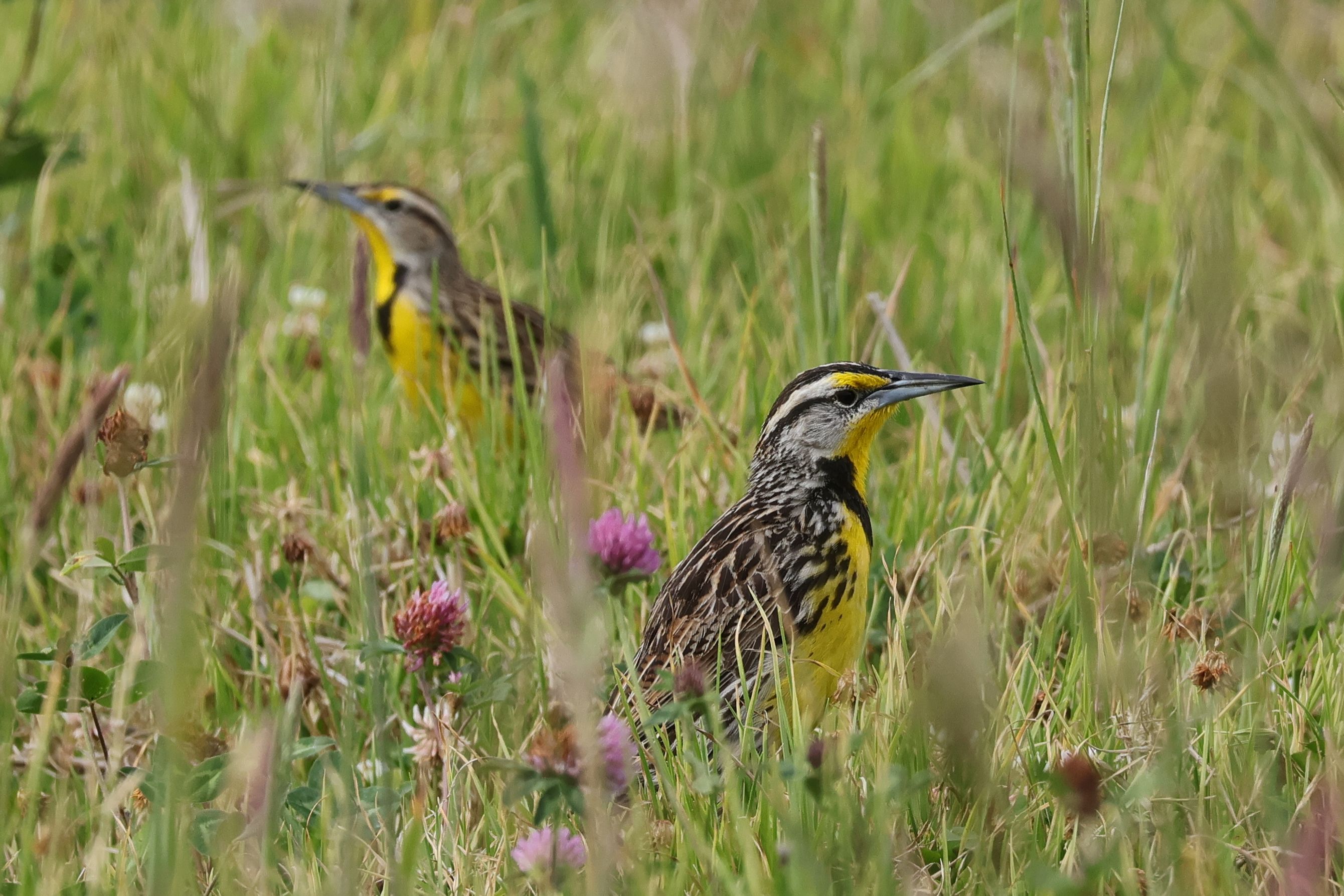 Nagyon szép pacsirta, az Eastern Meadowlark
