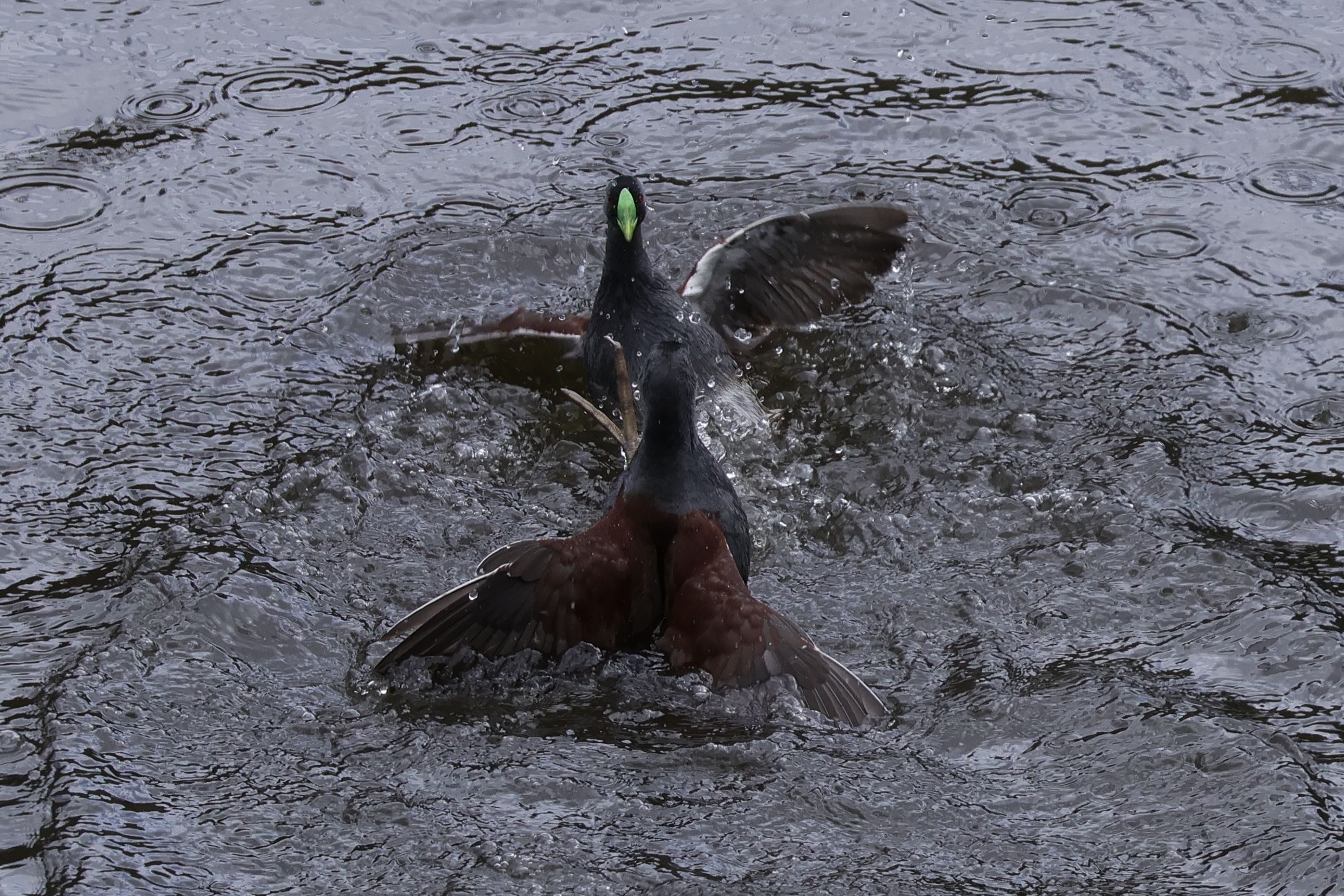 Két Spot-flanked Gallinule gyepálja egymást