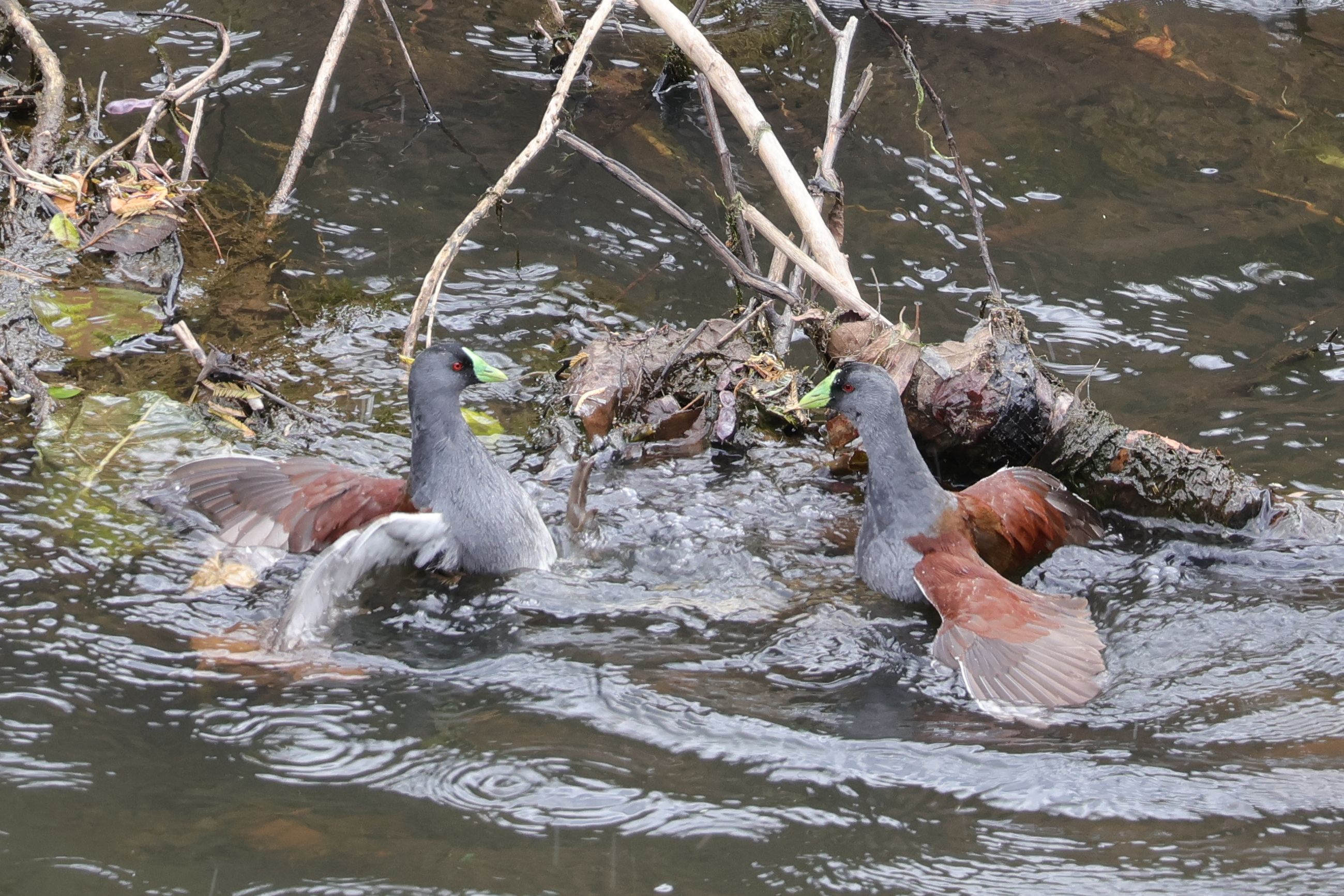 Itt kicsit mintha visszább vettek volna és csak lazulnának a vízben