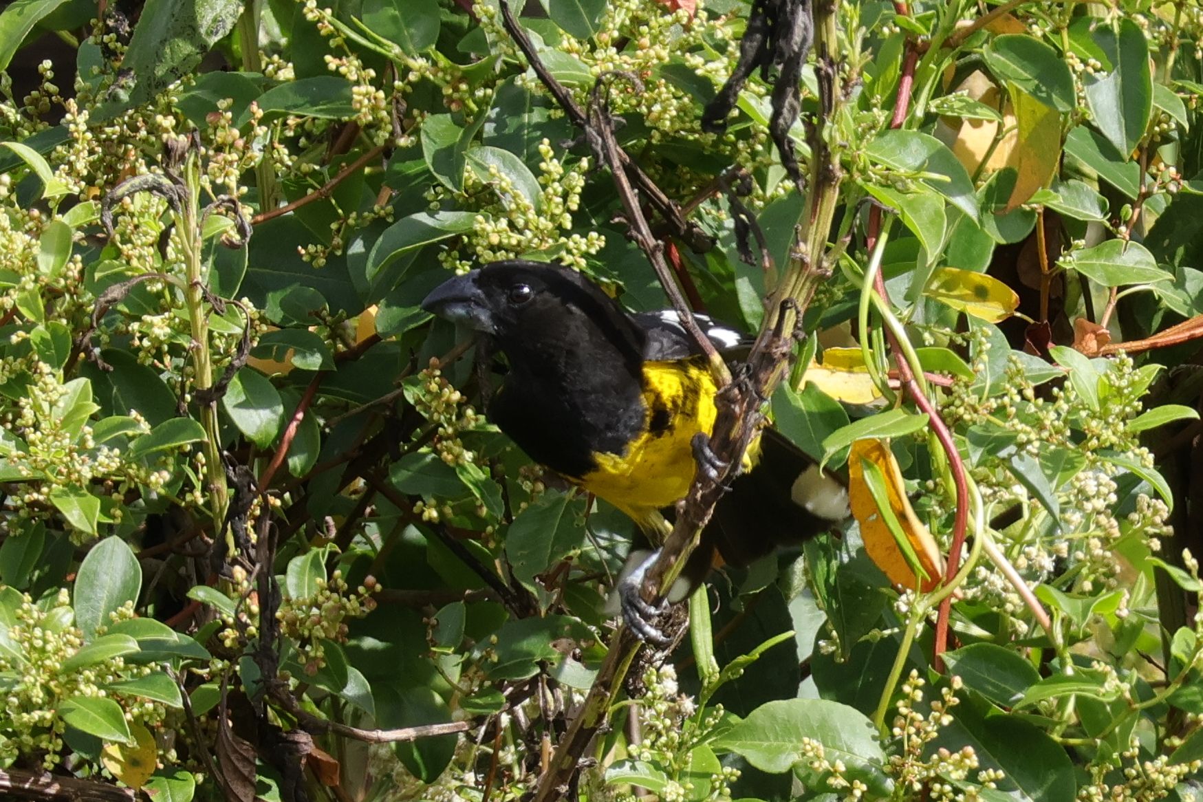 Egy szép pirók, Black-backed Grosbeak