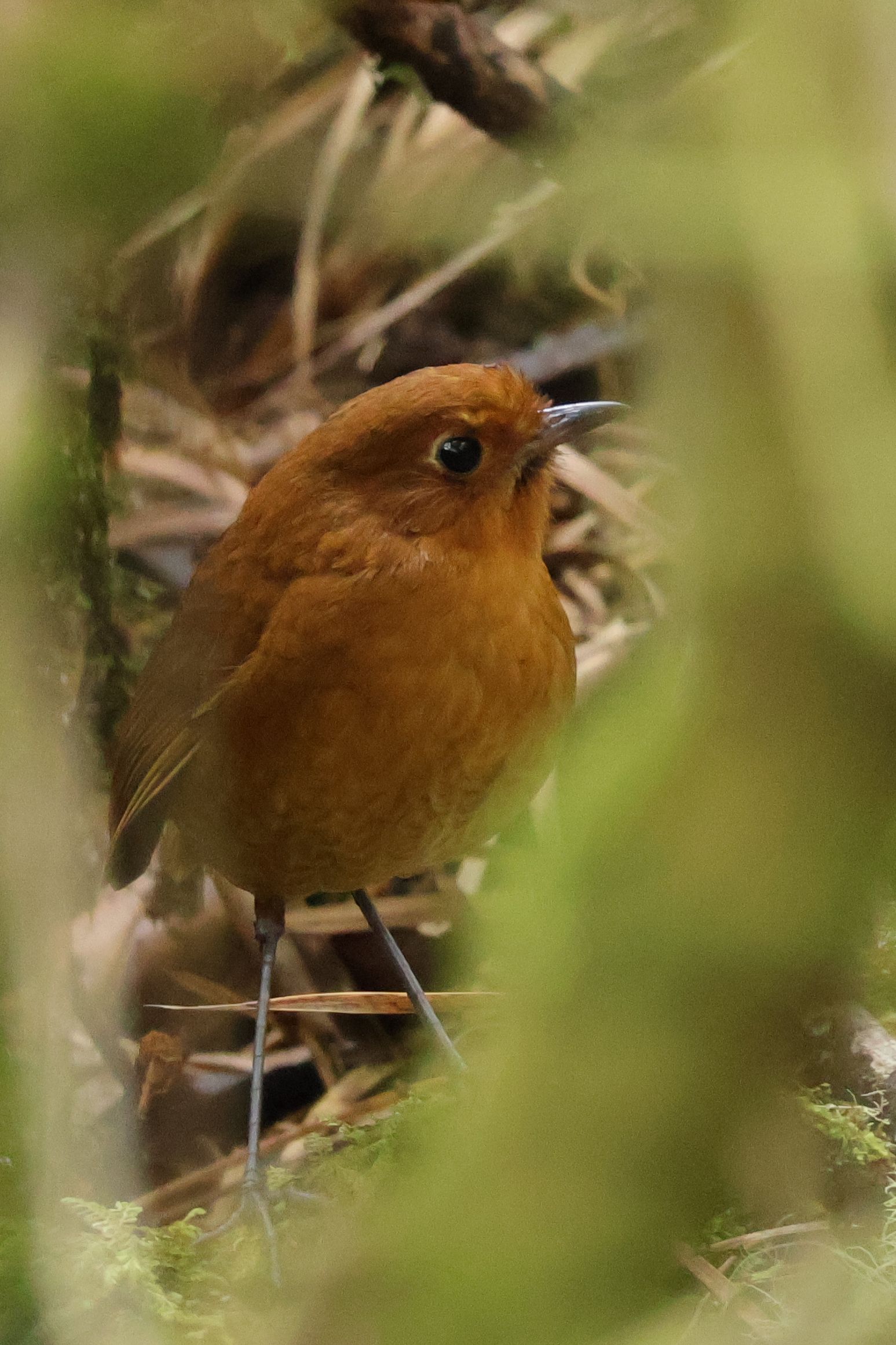 Nagyon szűk elterjedésű endemikus Muisca Antpitta. Azok a lábak