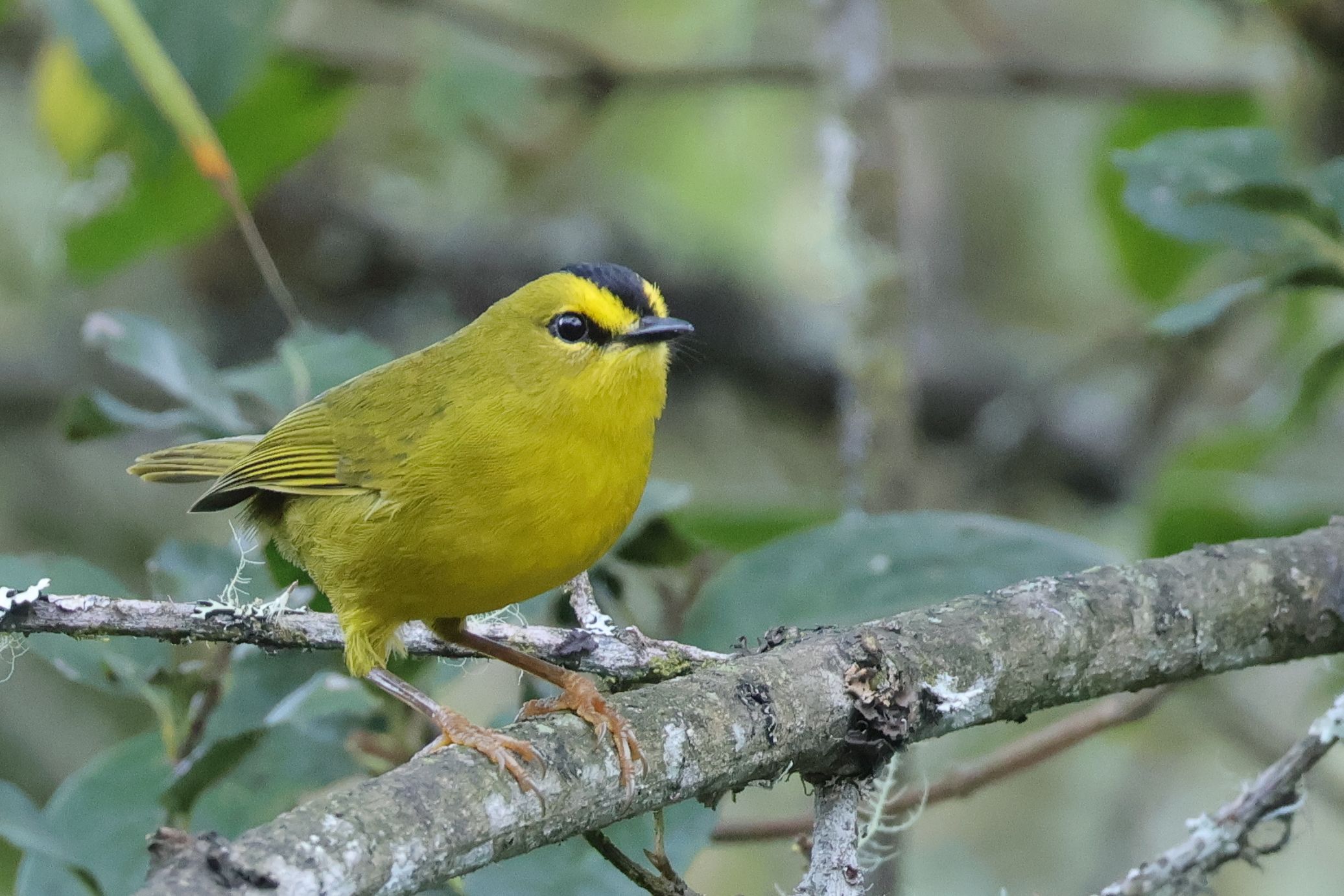 Citrine Warbler