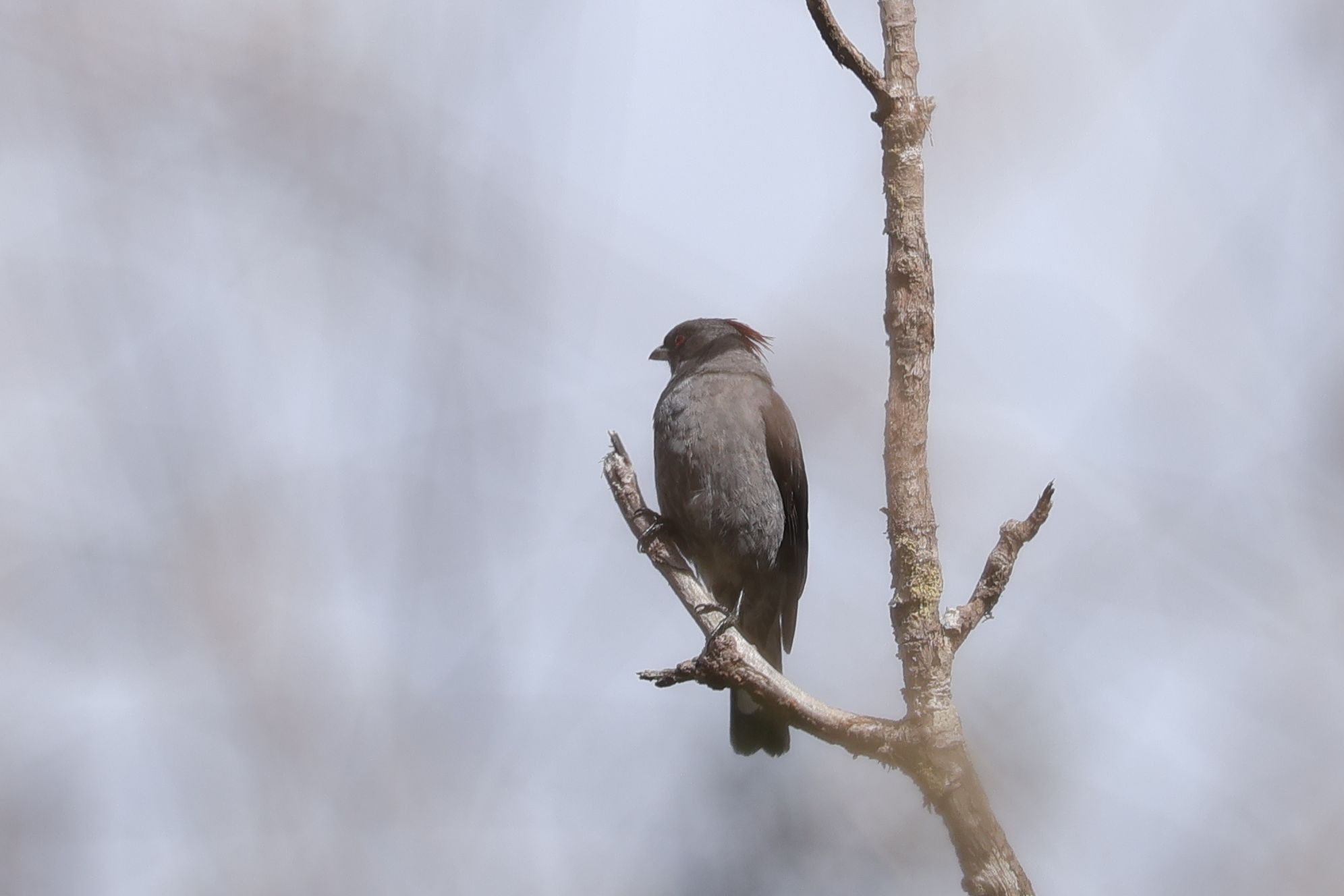 Red-crested Cotinga