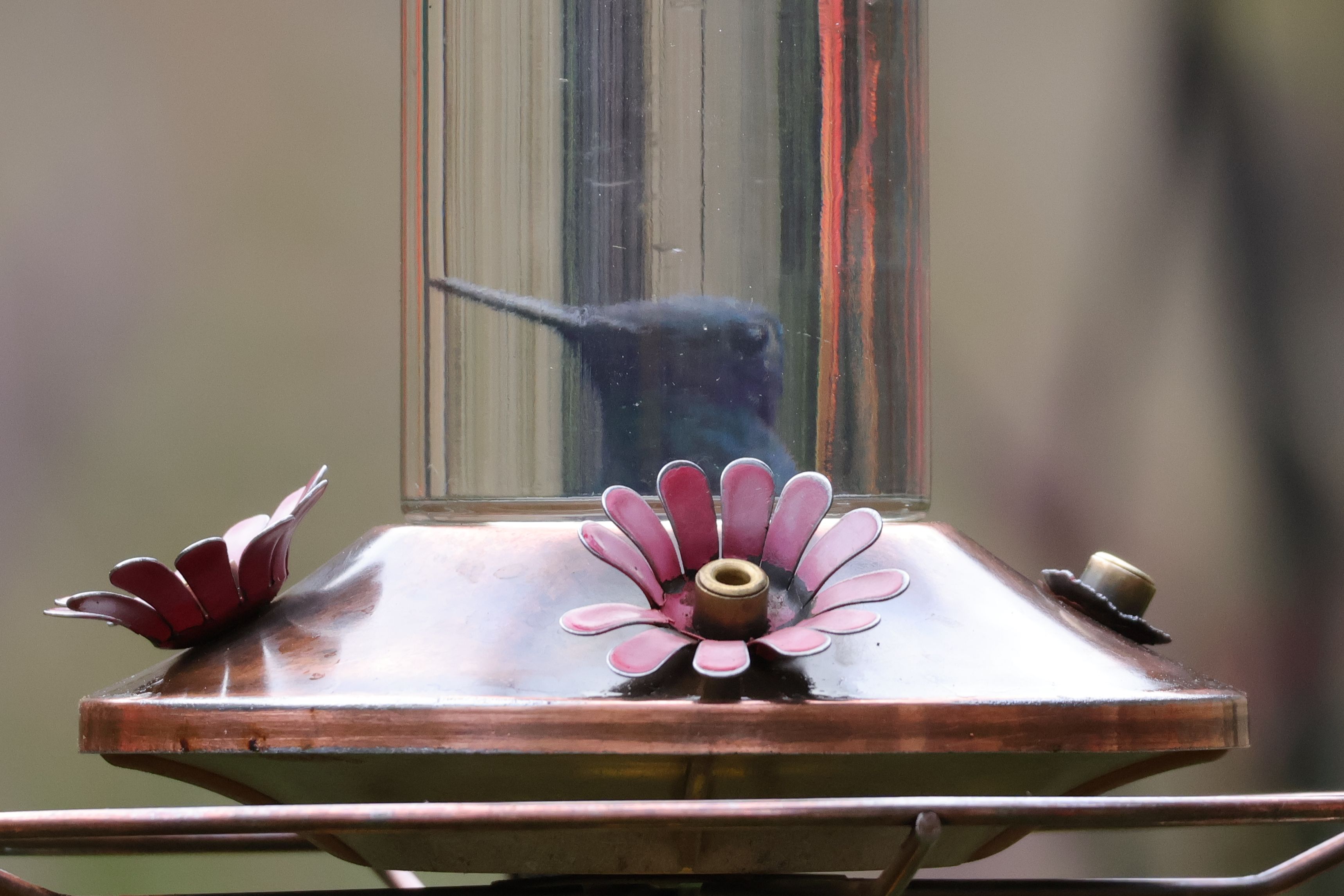 Az etetőn keresztül furcsán néz ki a Violetear