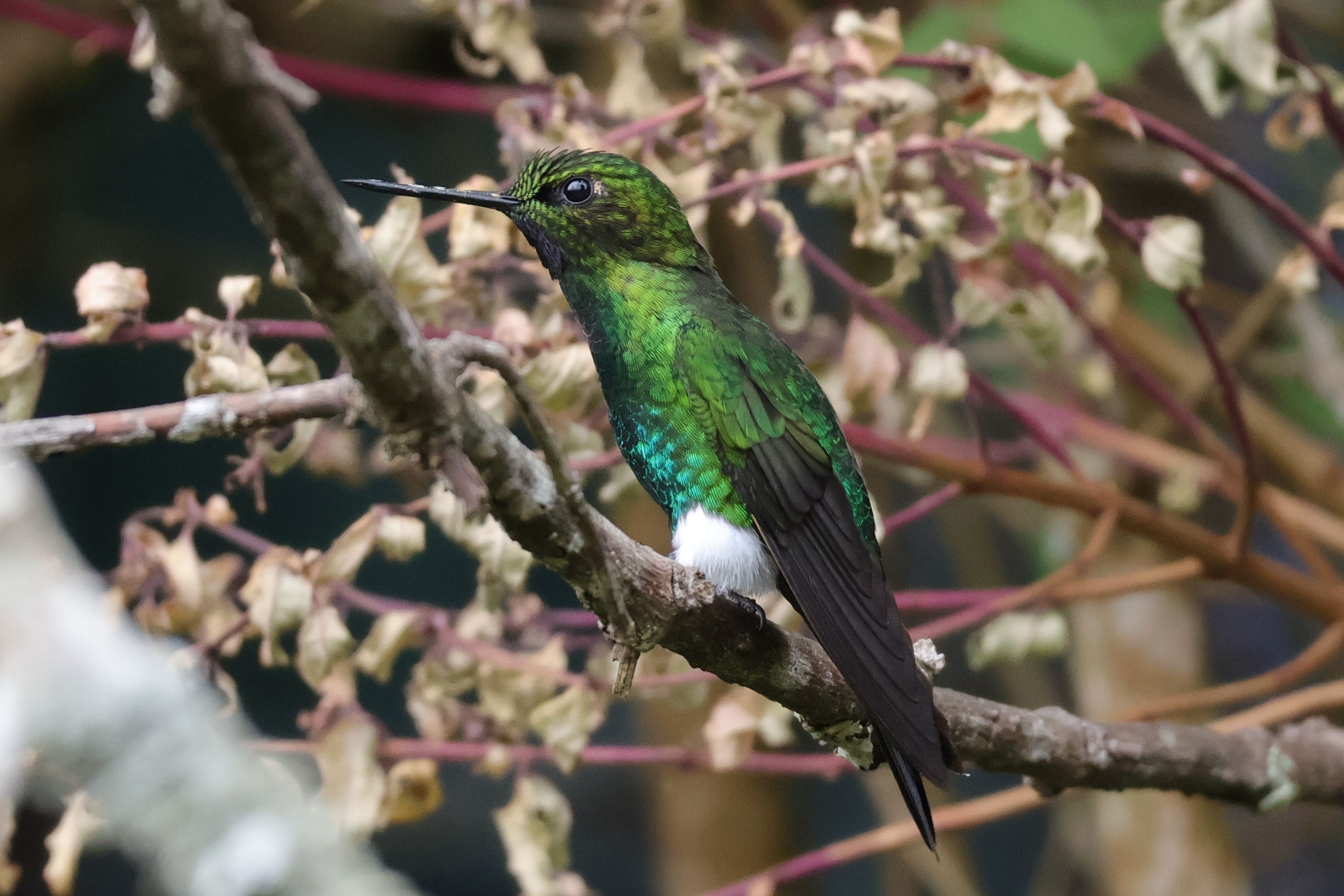Glowing Puffleg kis puffnak tűnő lábakon