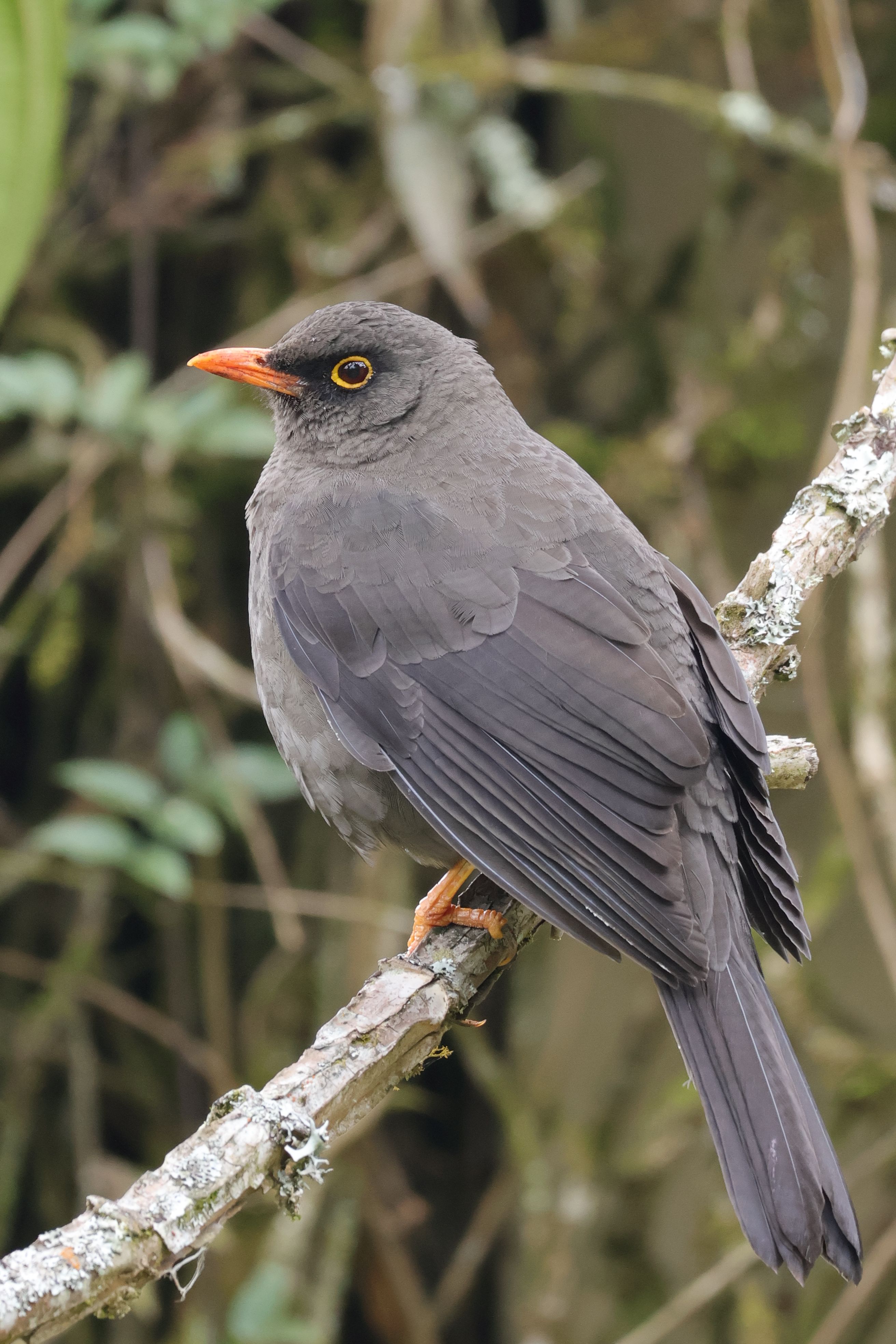 Ez a dagadt kolibri szomorú, mert nem bírja el az etető