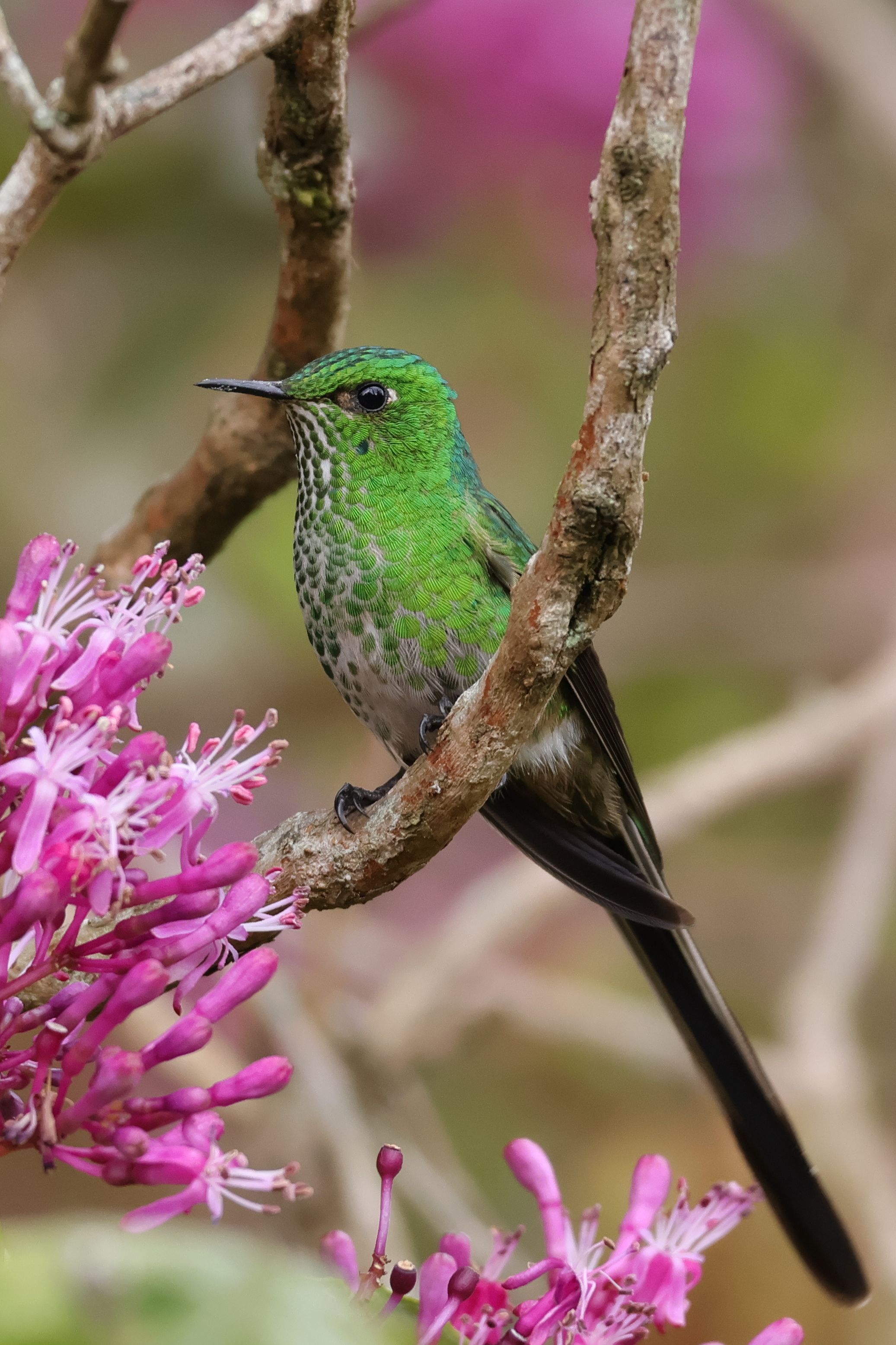 Itt is. Meglepett, hogy mennyire aranyos