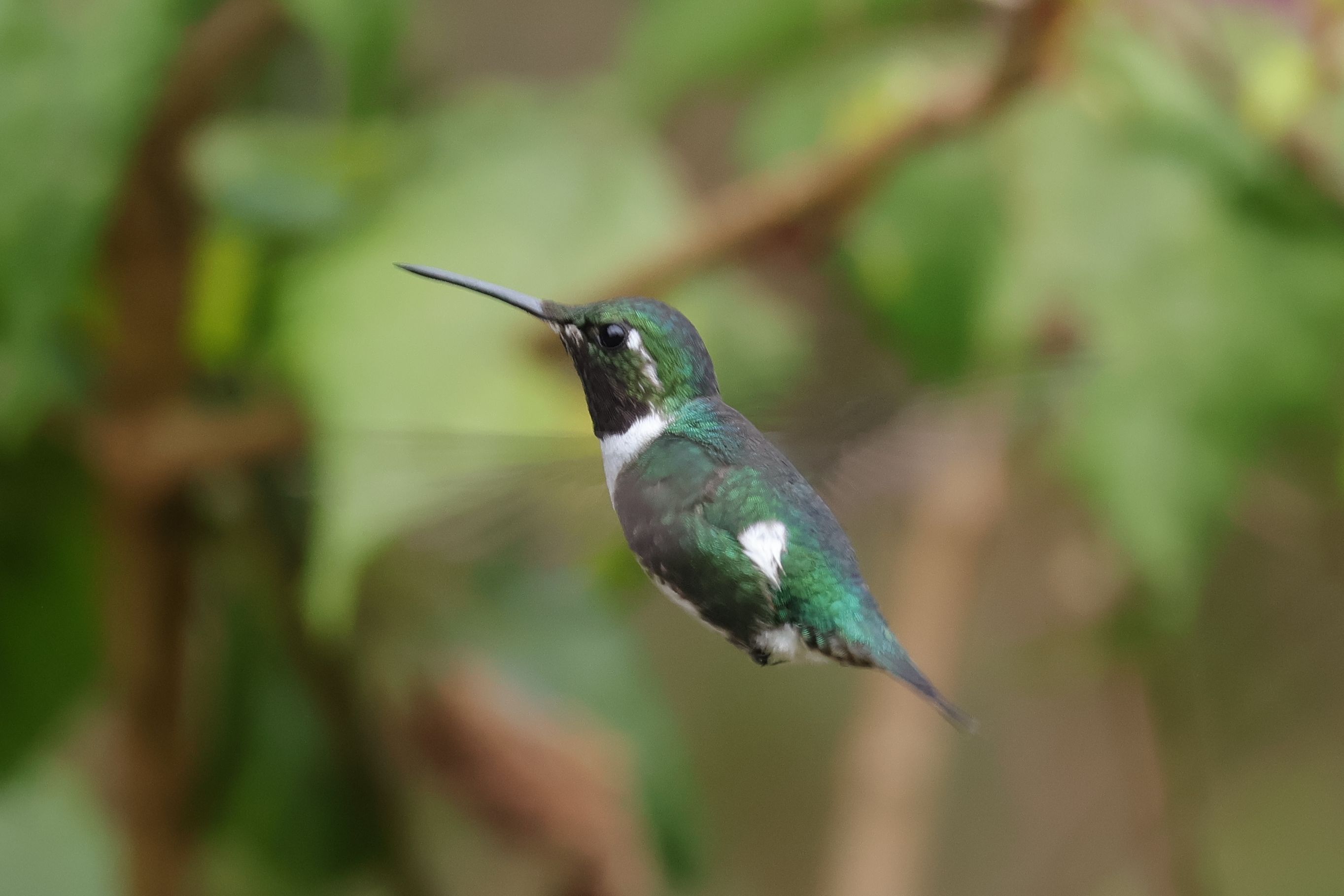 White-bellied Woostar, egy kis aranyos dongó