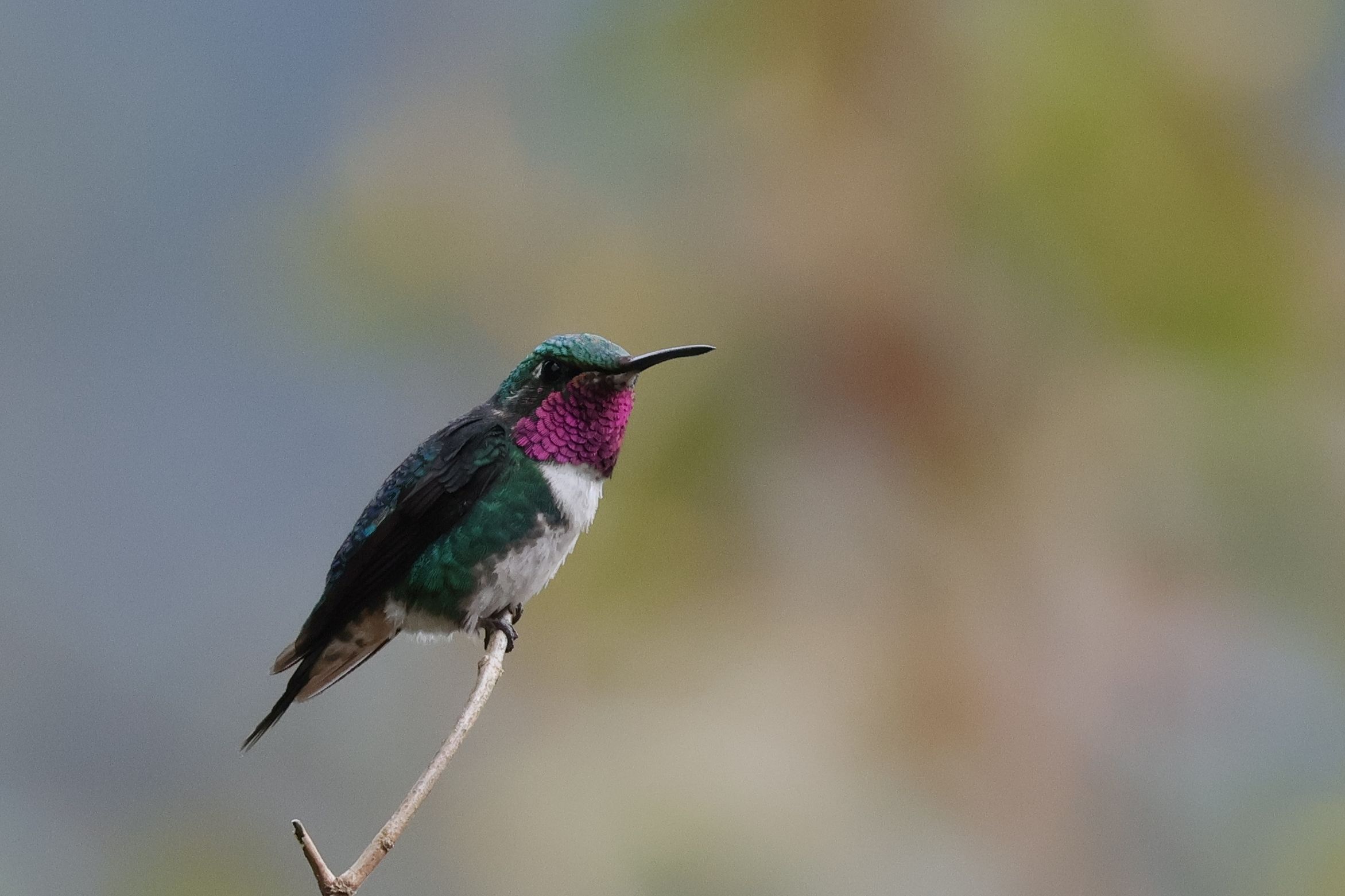 White-bellied Woostar, egy kis aranyos dongó