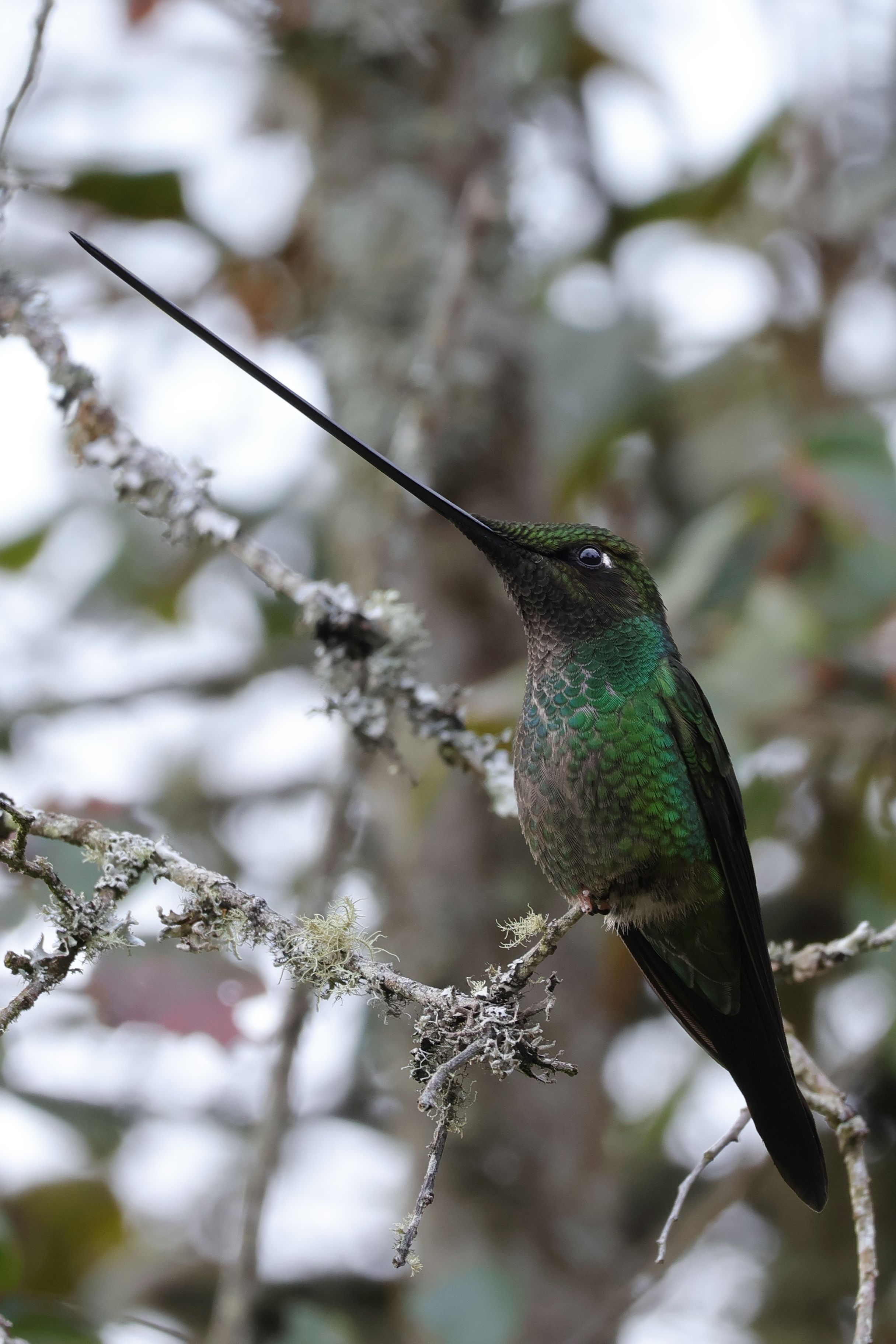 Csúcsfaj, Sword-billed Hummingbird