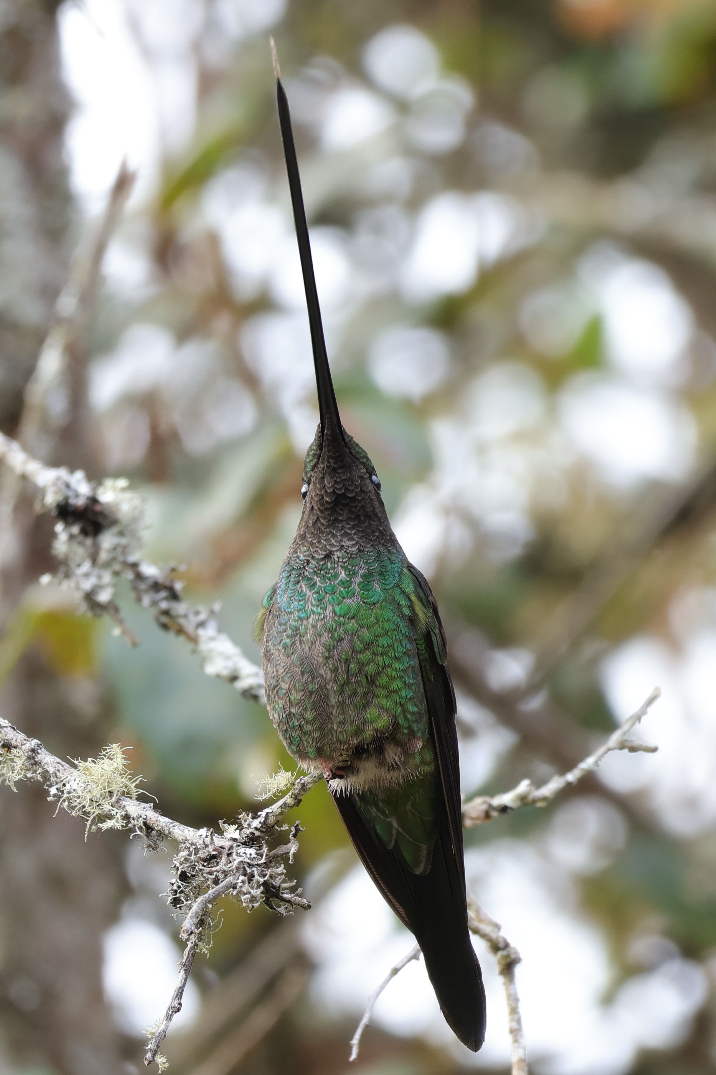 Alulról és szemből furin néz ki