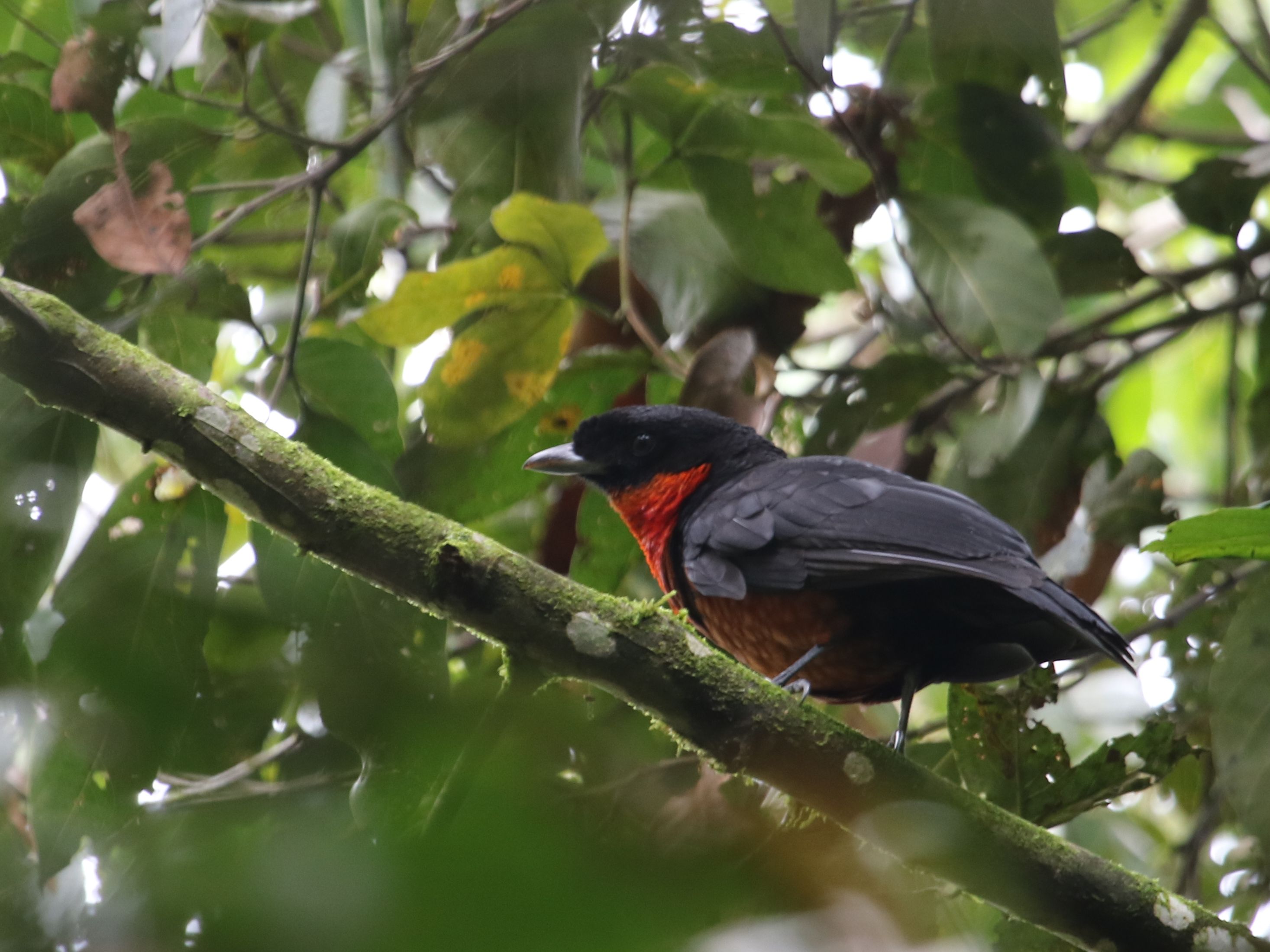 Esőerdei Red-ruffed Fruitcrow