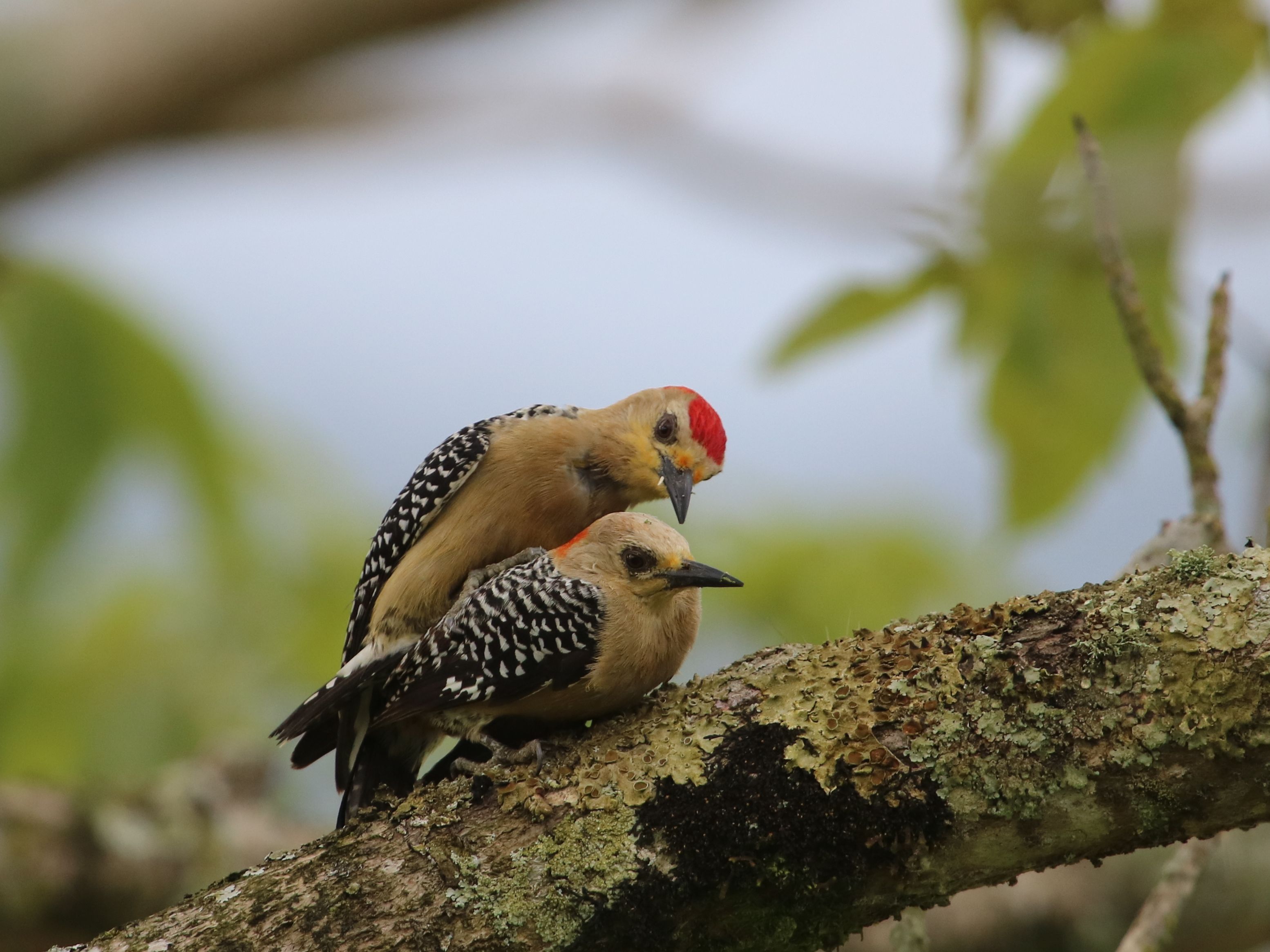 Red-crowned Woodpecker pár akcióban