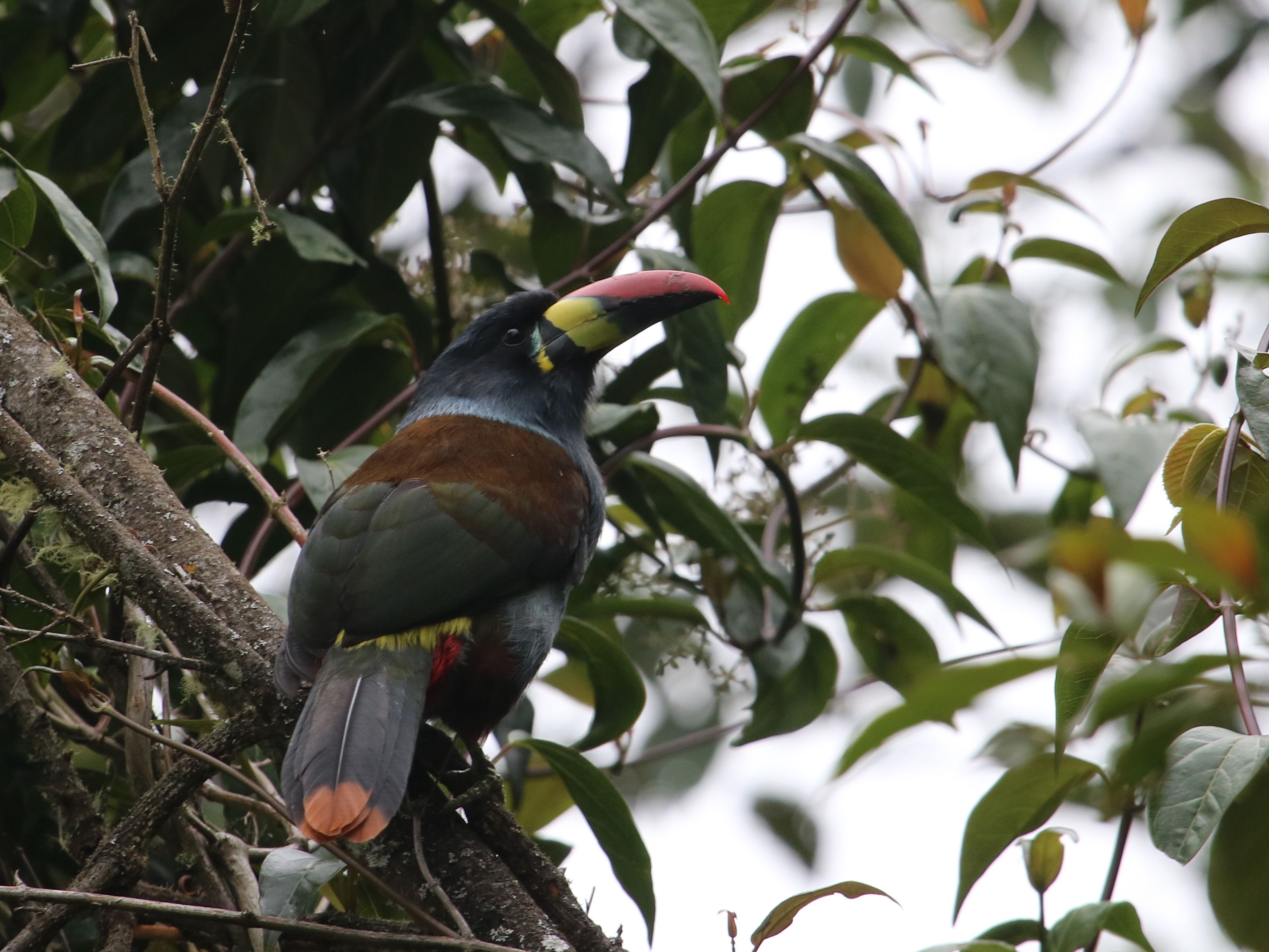 Egy csodaszép hegyi tukán, a Gray-breasted Mountain-Toucan