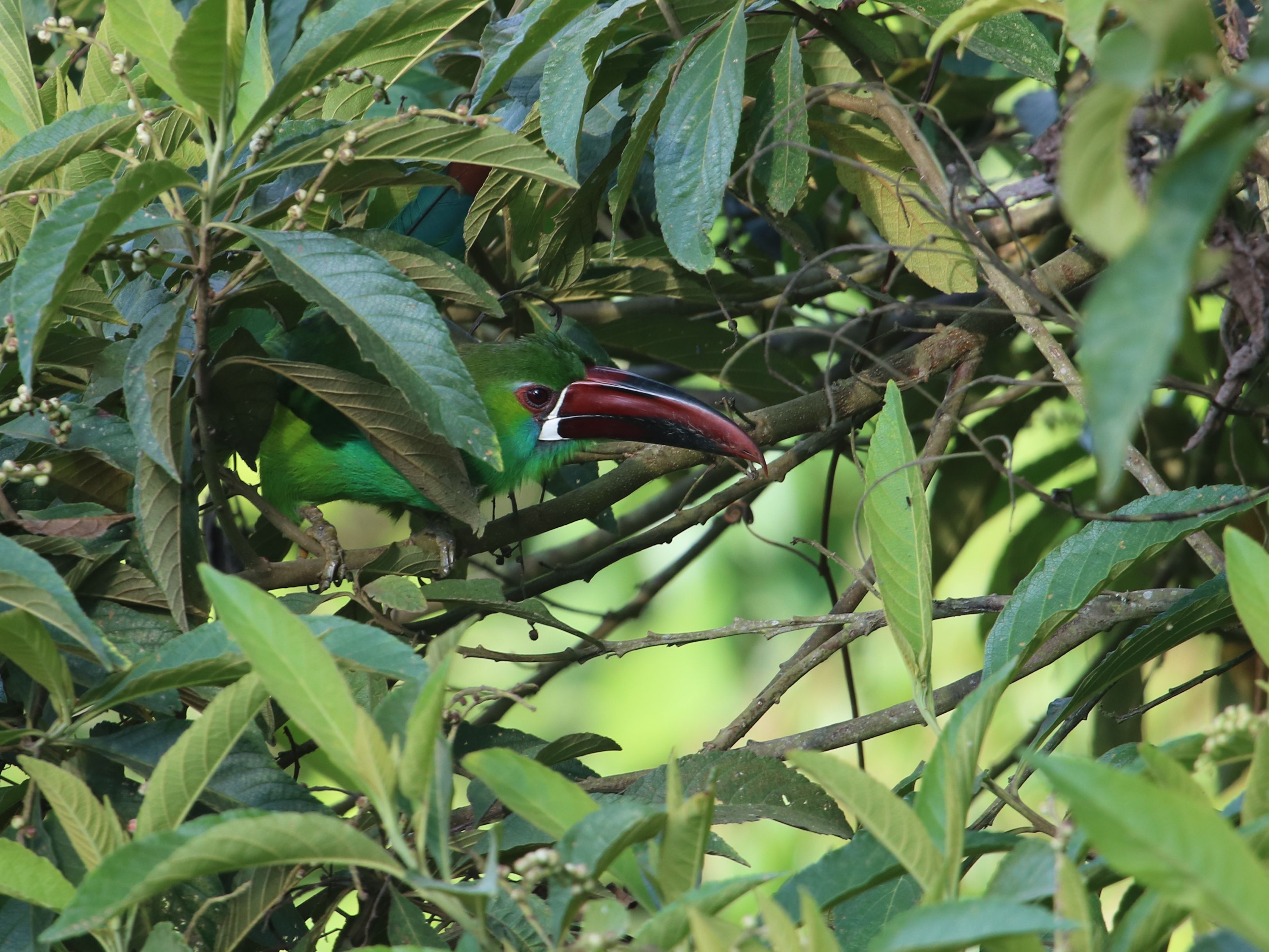 Jól kihasználja rejtőszínét, lombok közül kukucskál a Crimson-rumped Toucanet