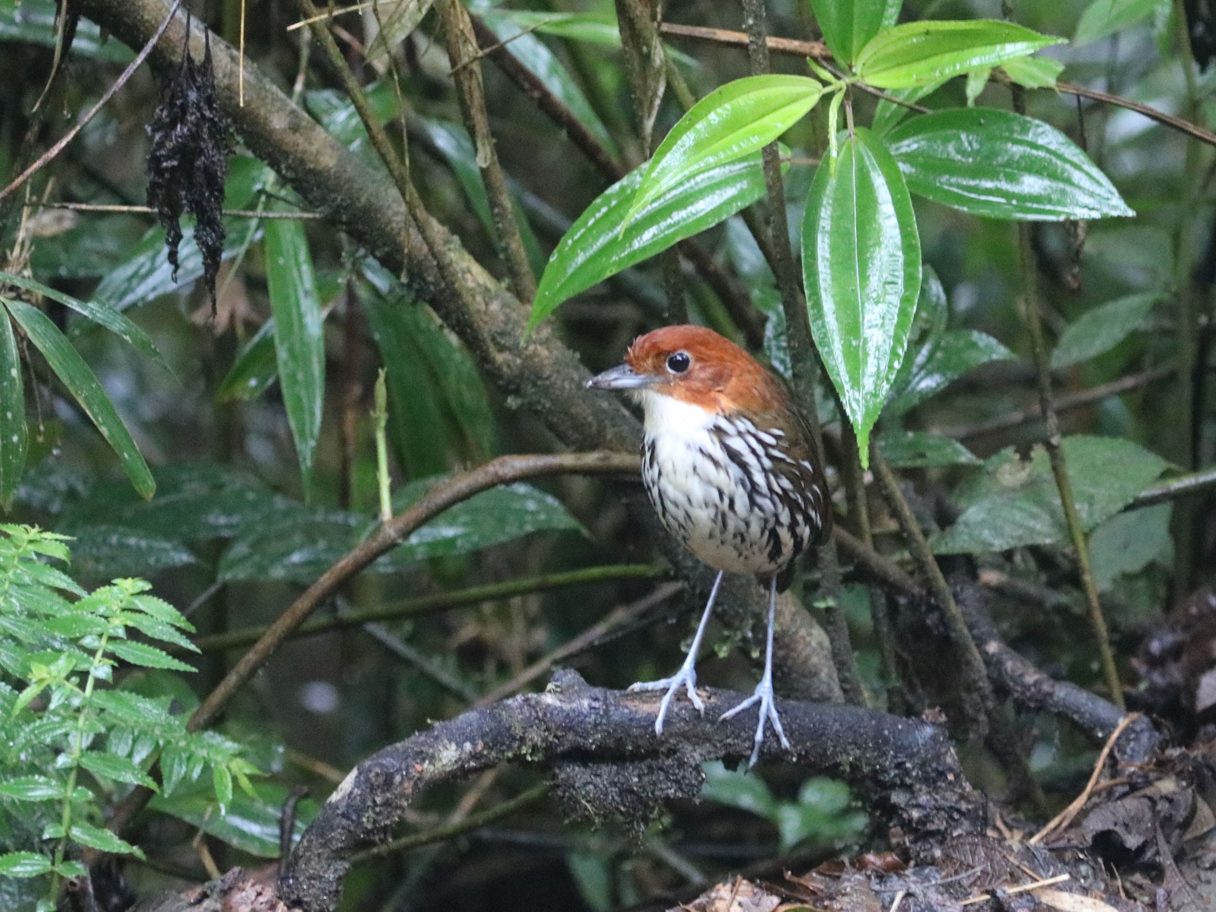 Kevés antpitta közül, amit láttunk, ez a Chestnut-crowned Antpitta