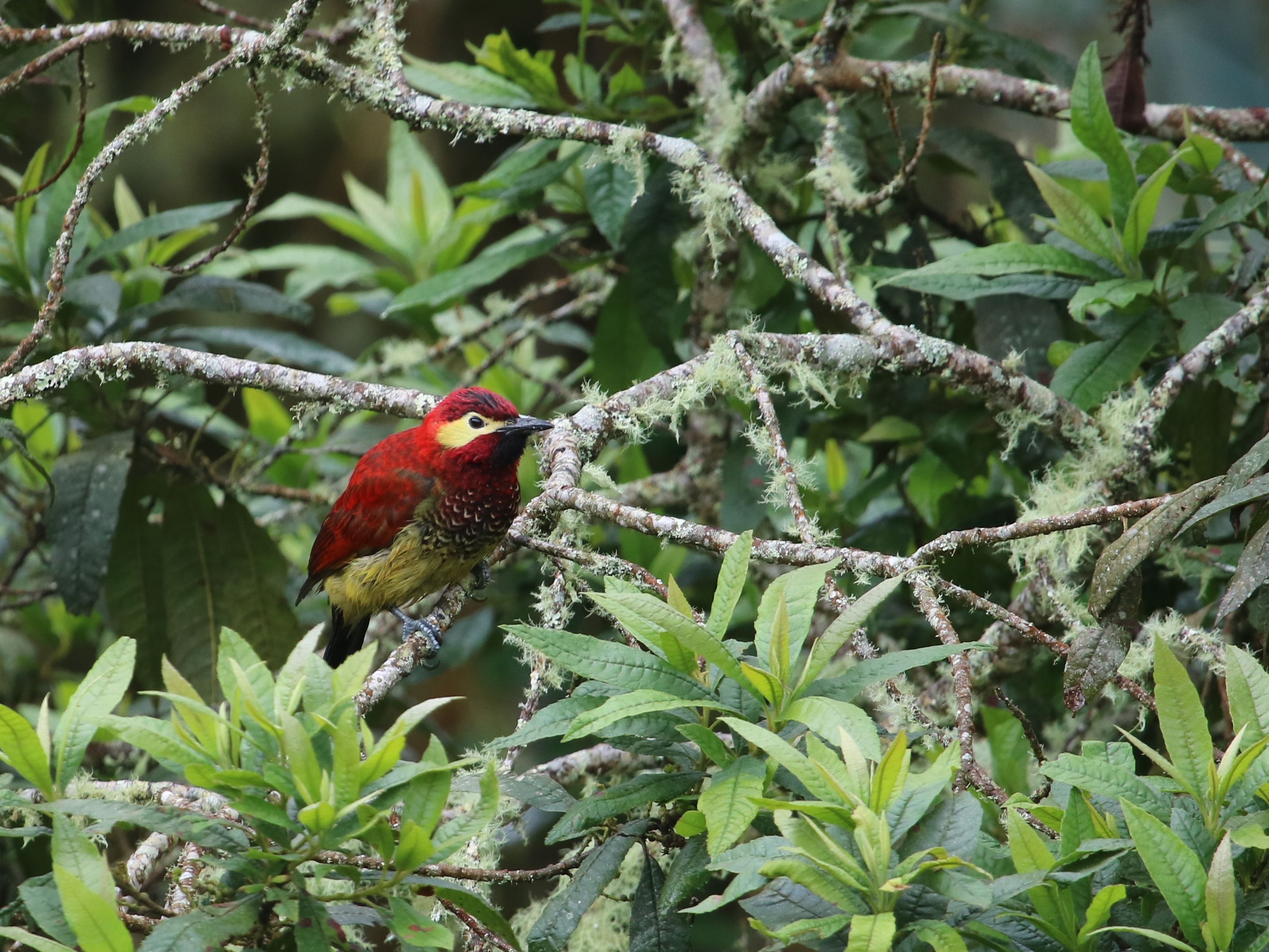 Pofás harkály, a Crimson-mantled Woodpecker