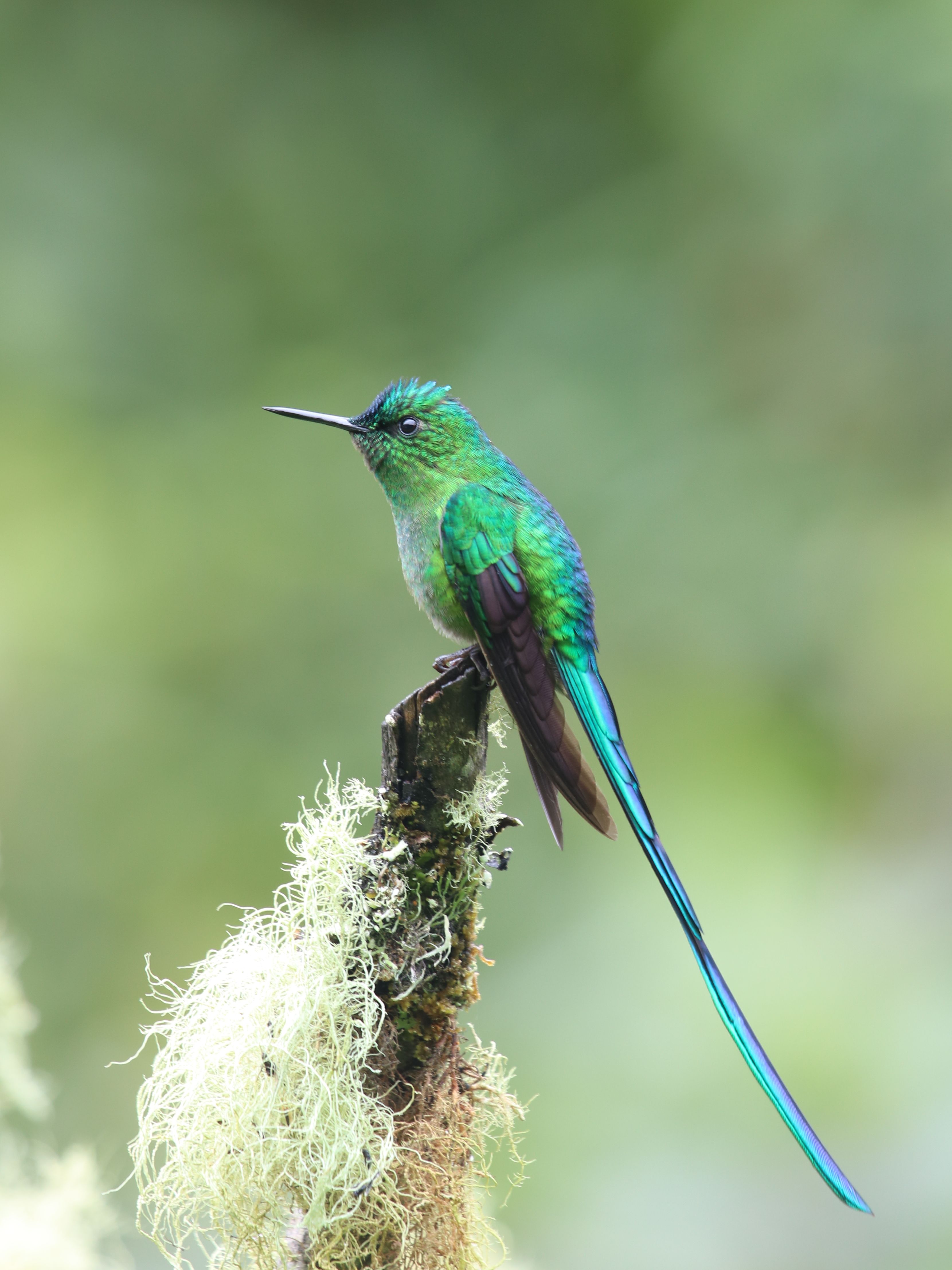 Long-tailed Sylph